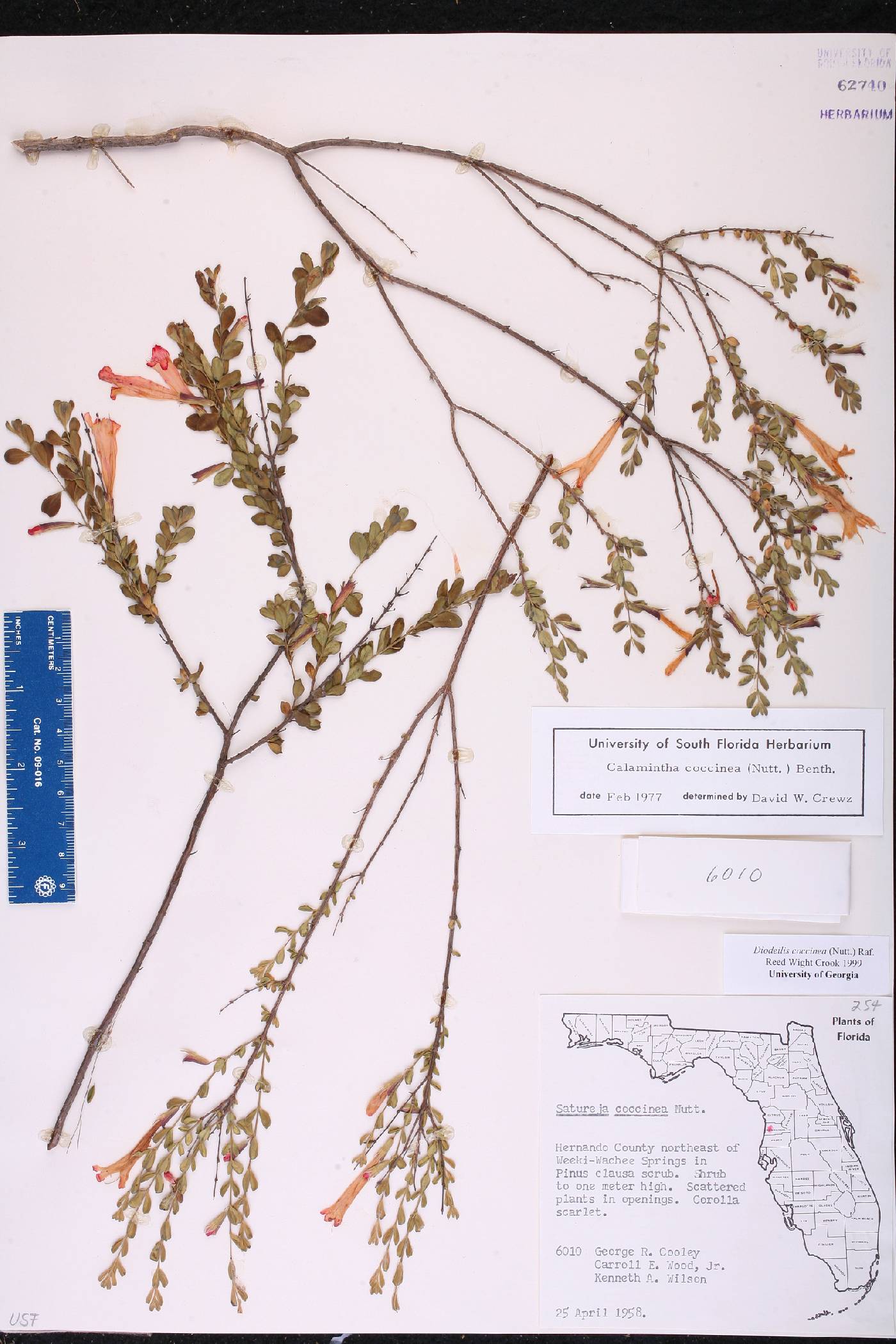 Calamintha coccinea image