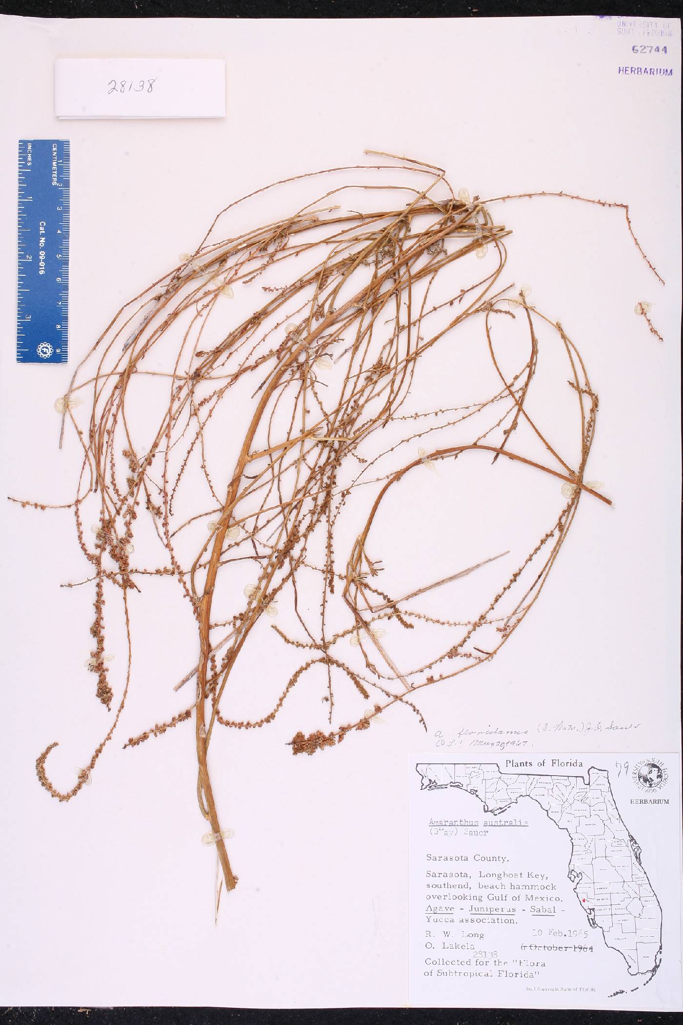 Amaranthus floridanus image