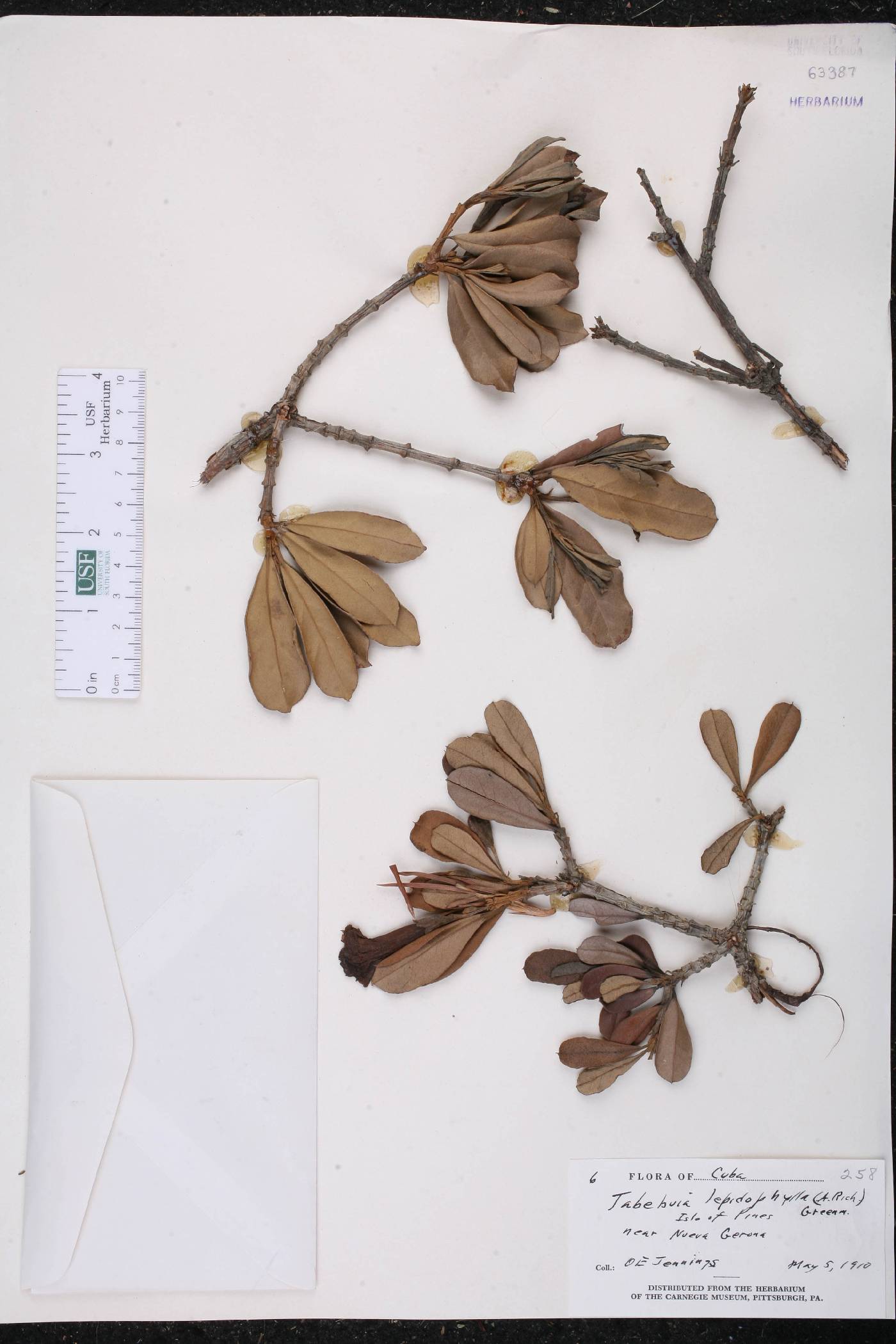 Tabebuia lepidophylla image