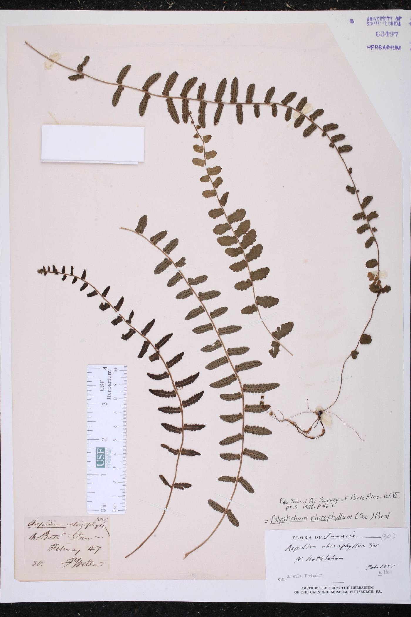 Polystichum rhizophyllum image