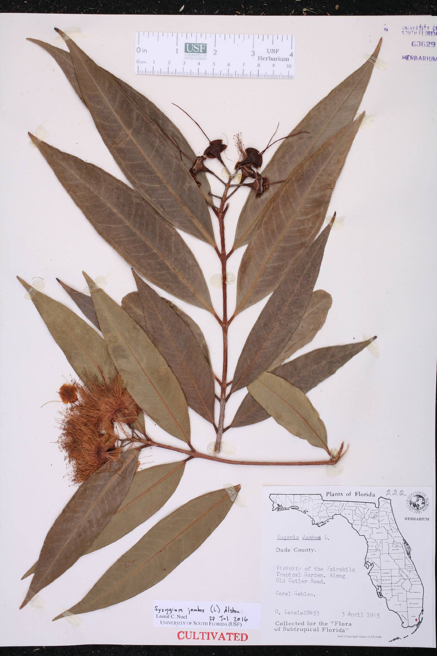 Syzygium jambos image