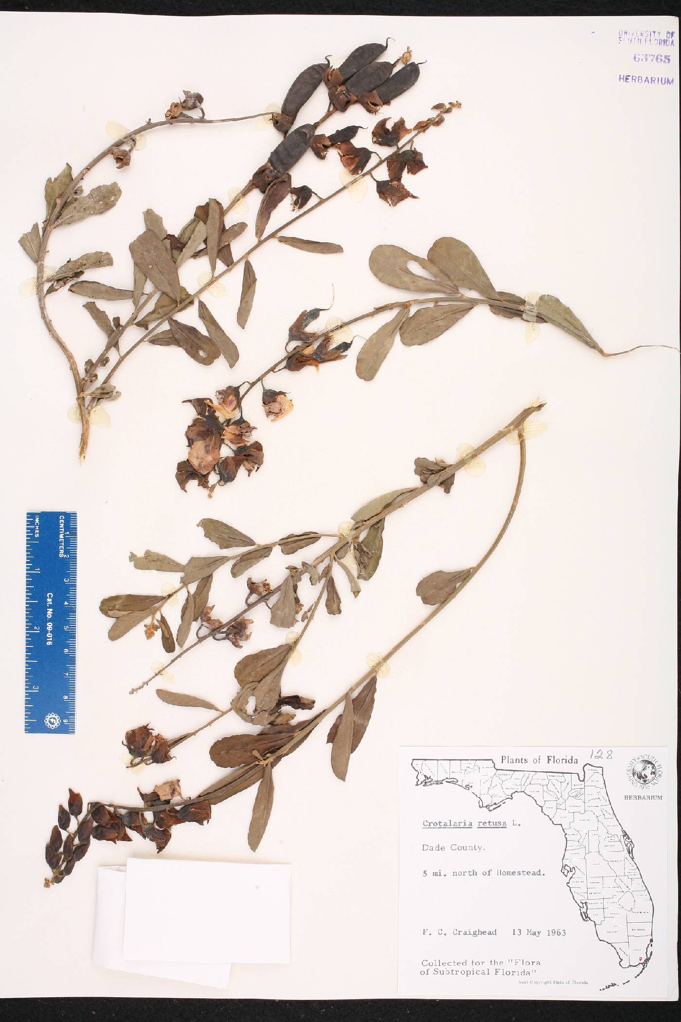 Crotalaria retusa image
