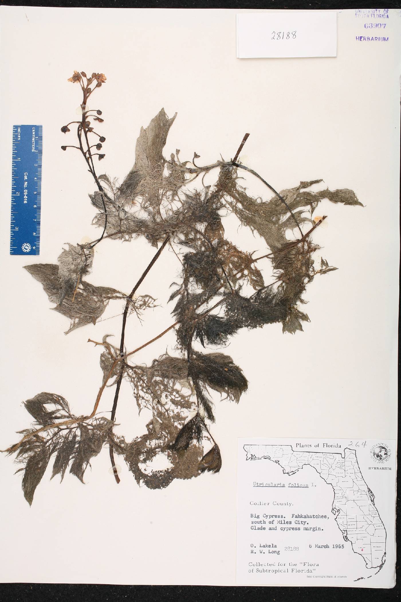 Utricularia foliosa image