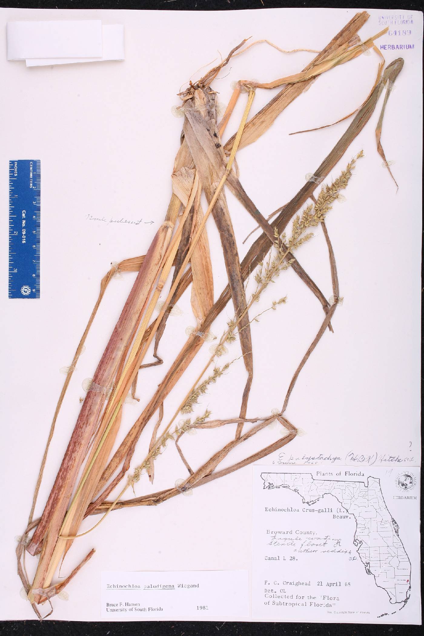 Echinochloa paludigena image