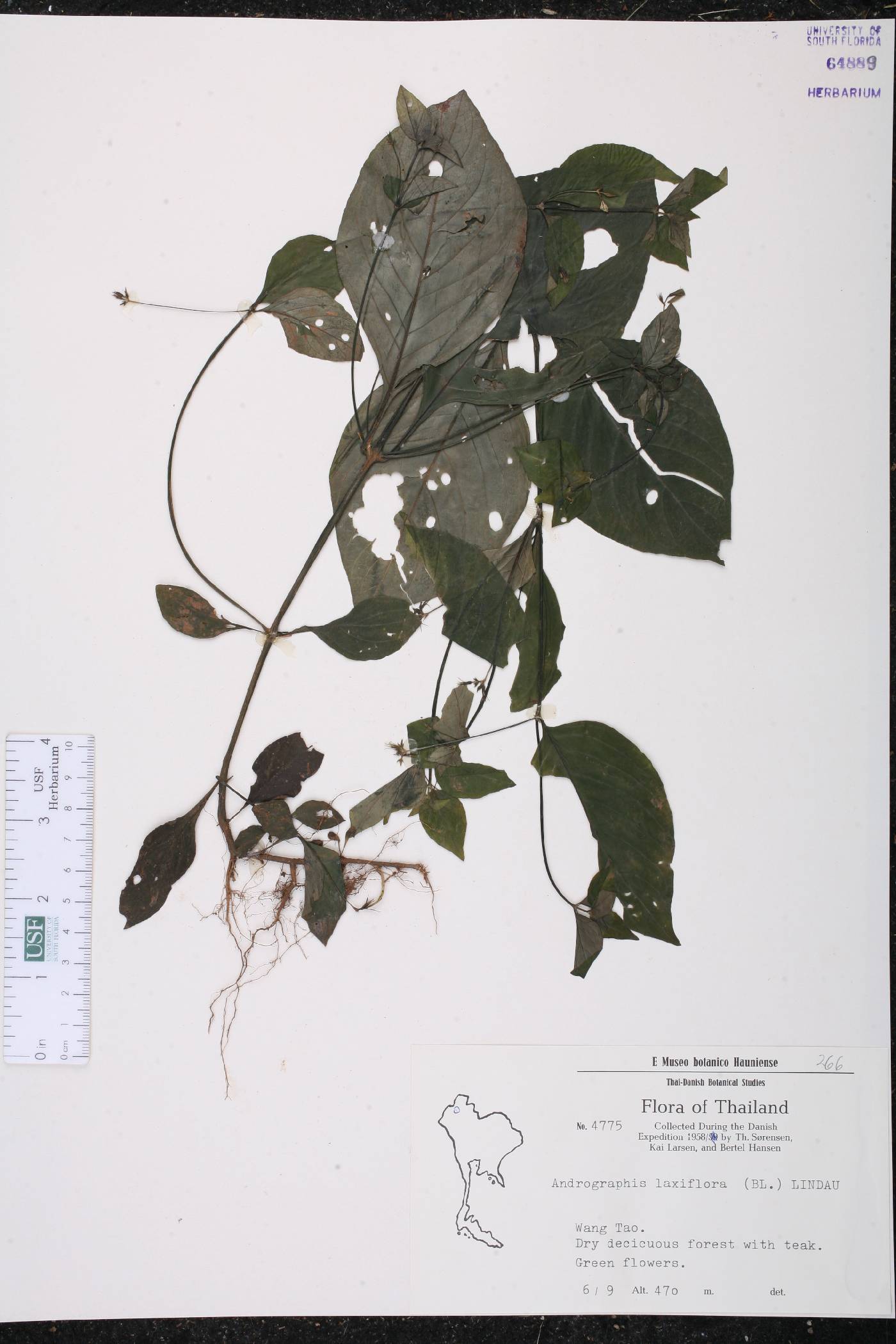 Haplanthus laxiflorus image