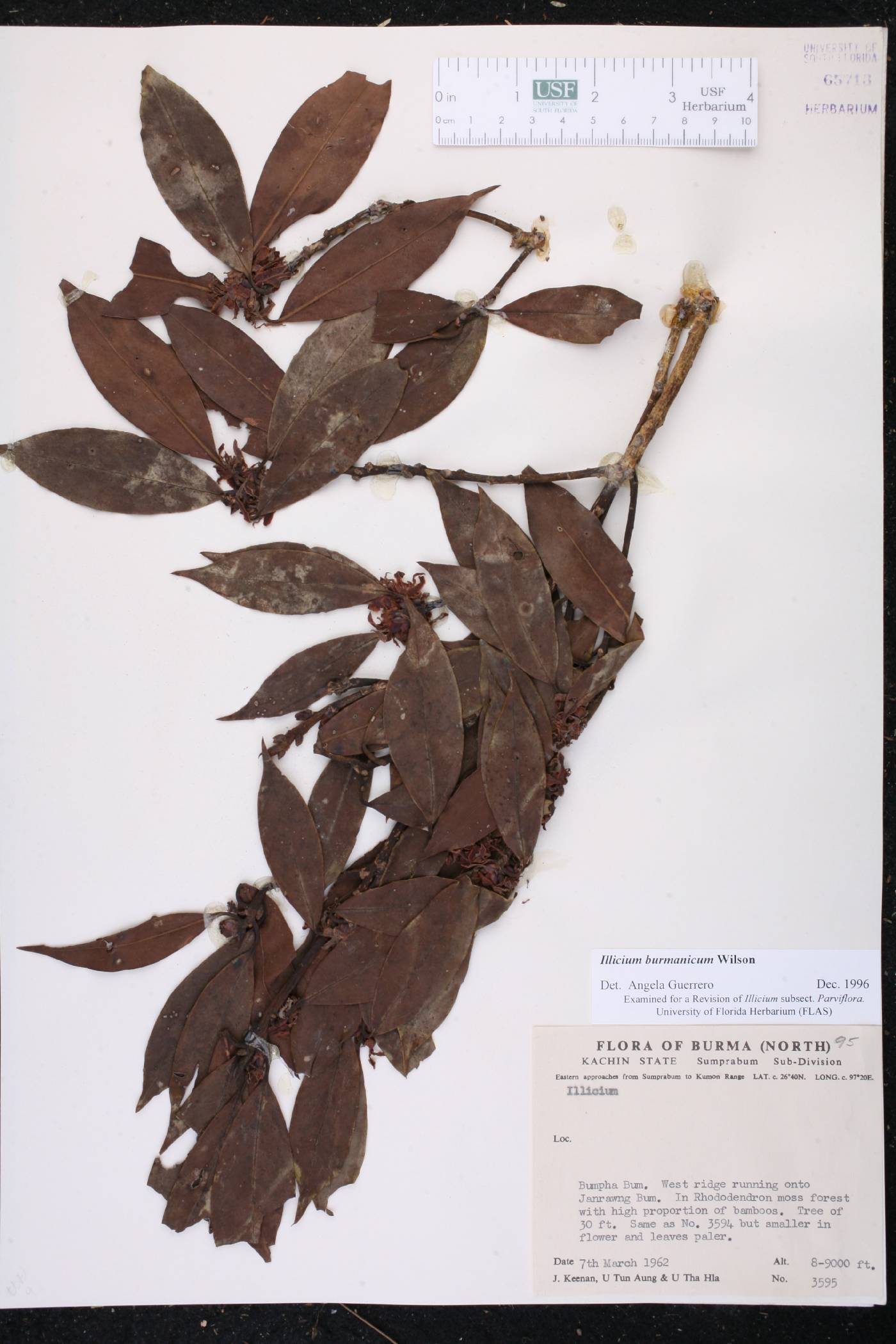 Illicium burmanicum image