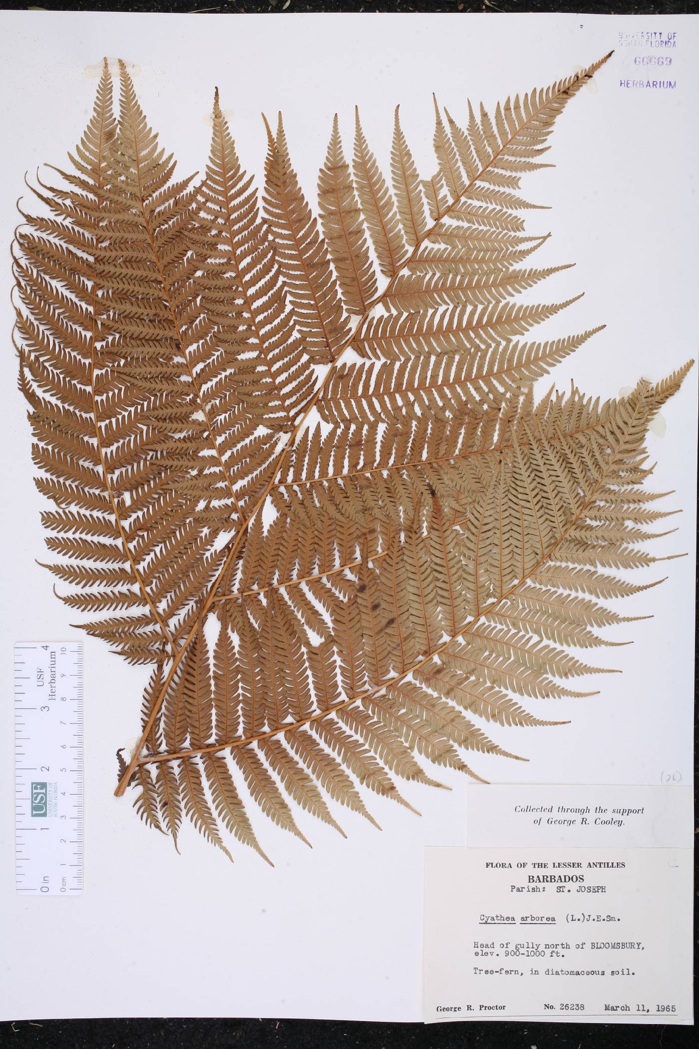 Cyathea arborea image