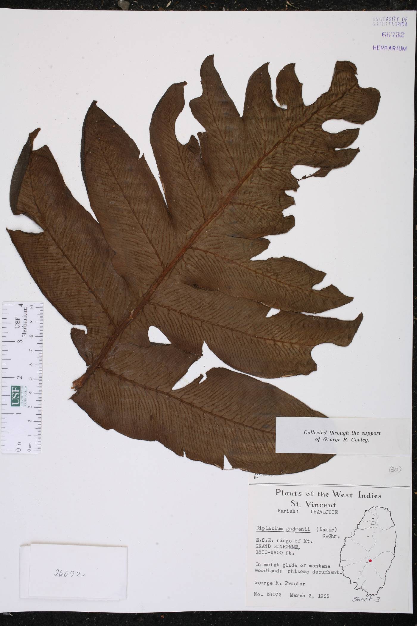 Diplazium godmanii image