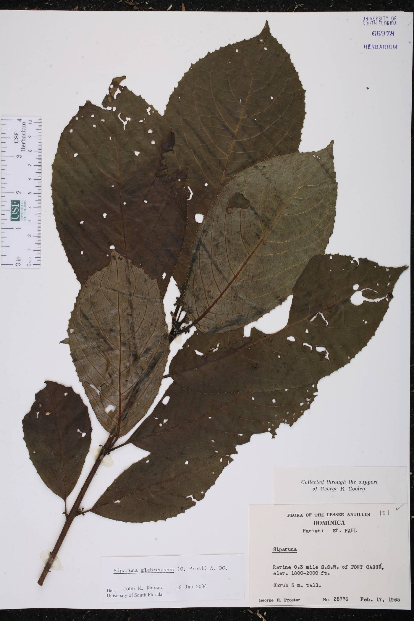 Siparuna glabrescens image