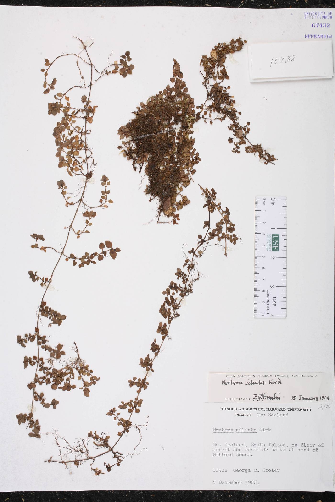 Nertera ciliata image