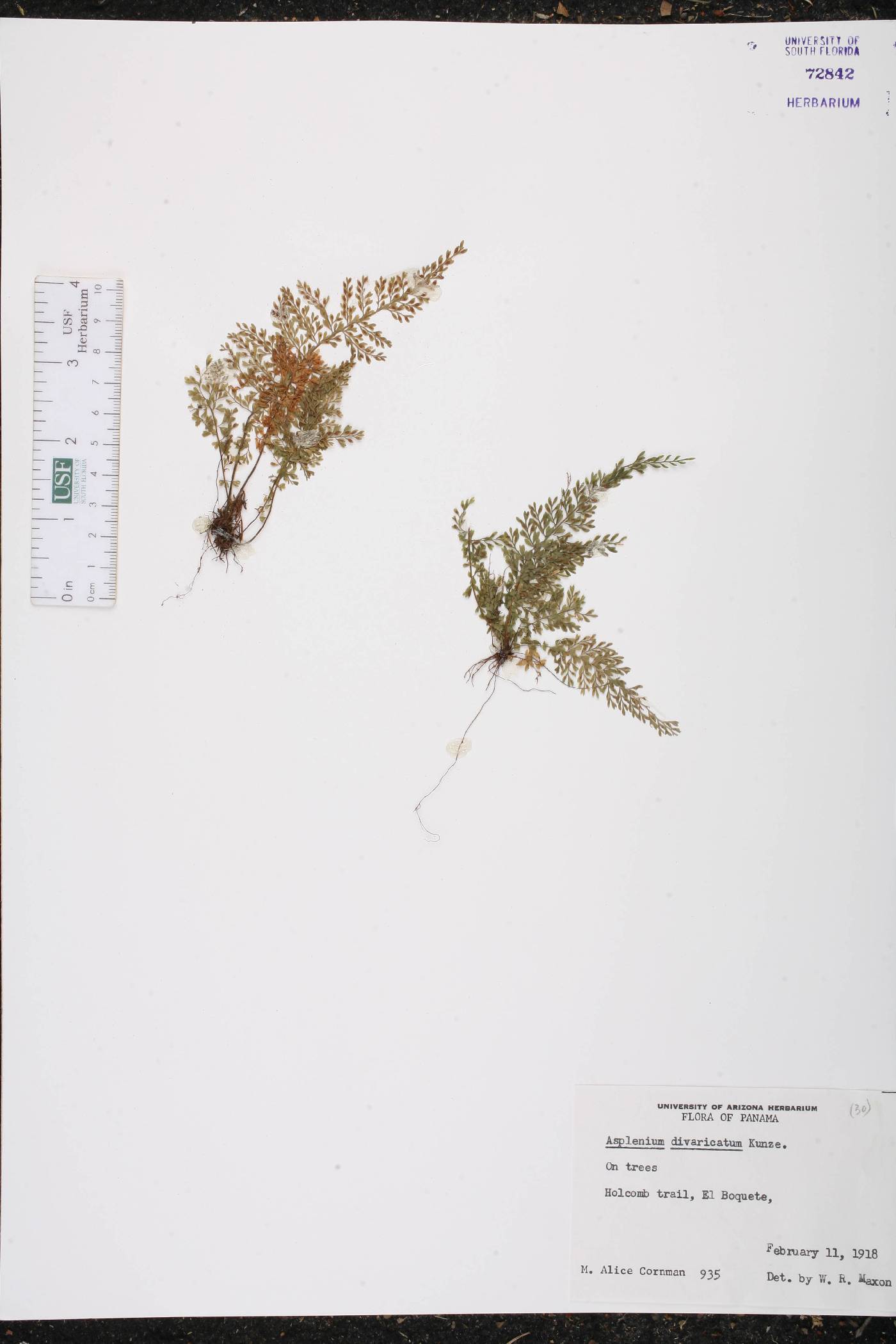 Asplenium divaricatum image