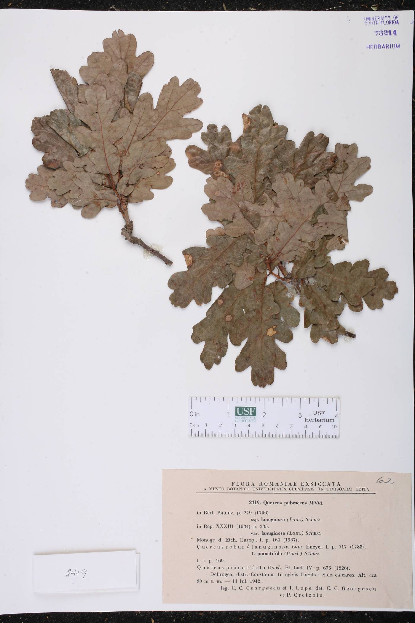 Quercus pubescens image