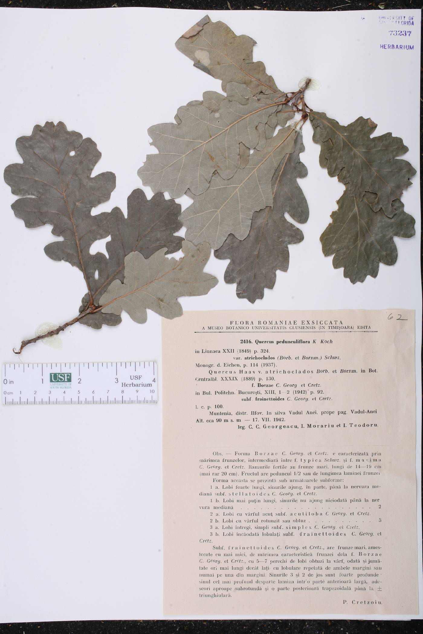 Quercus robur subsp. pedunculiflora image