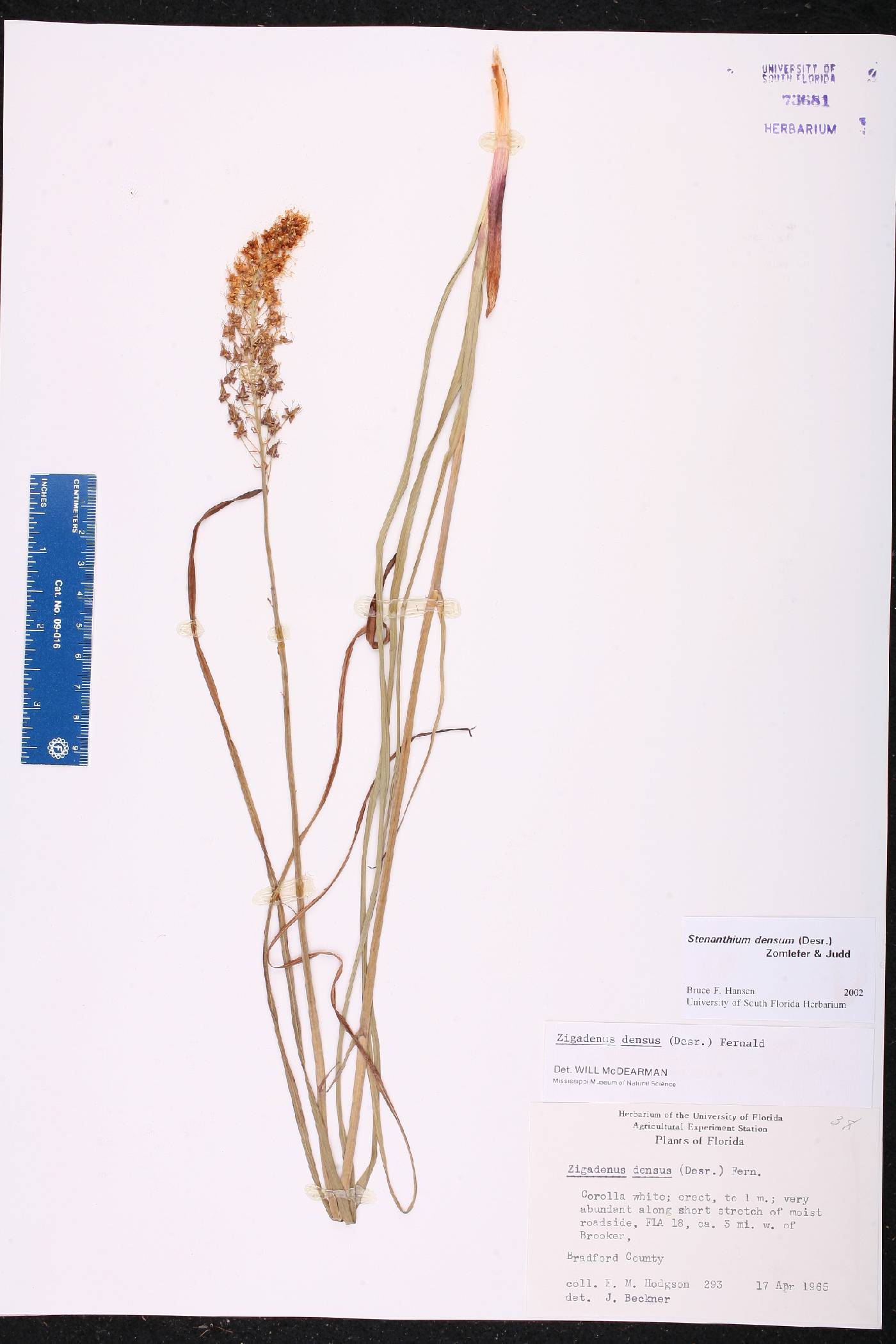 Stenanthium densum image