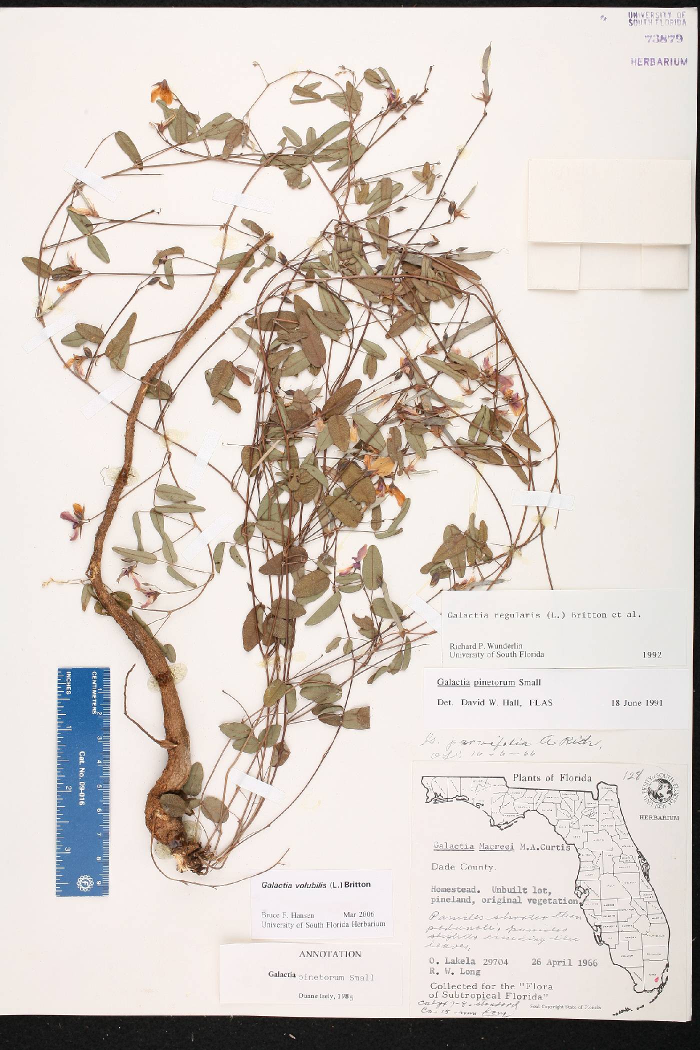 Galactia pinetorum image