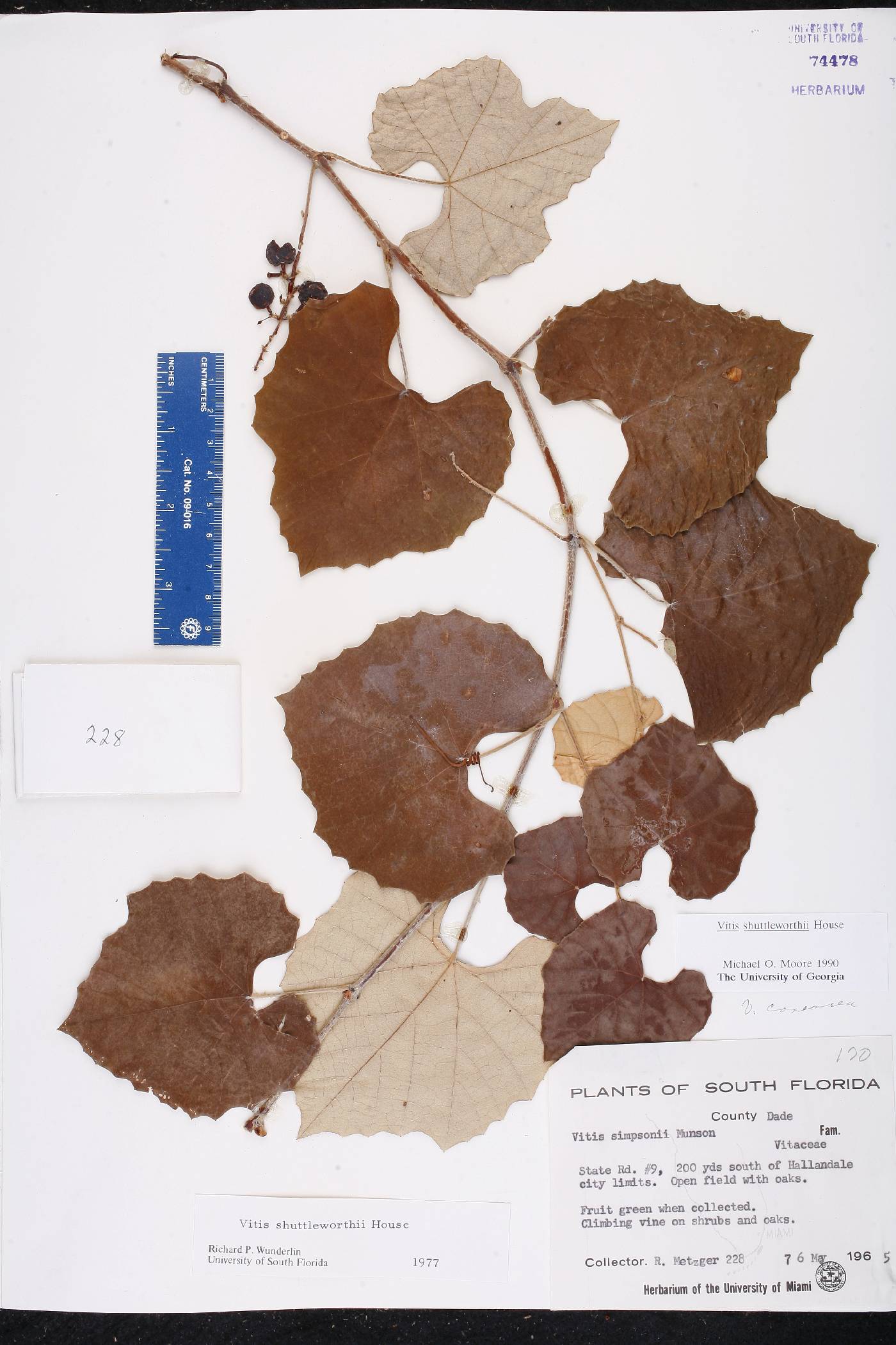 Vitis shuttleworthii image