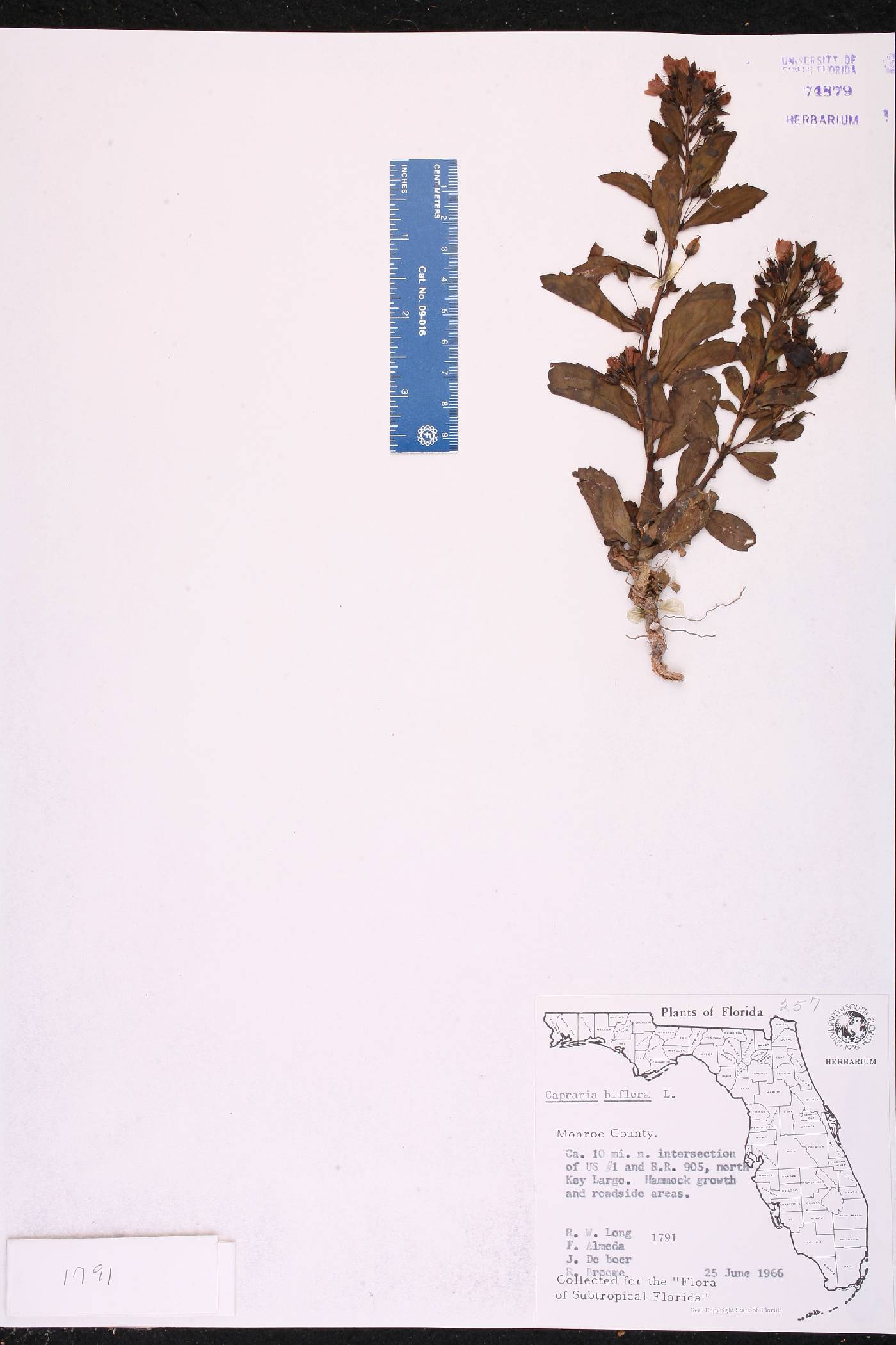 Capraria biflora image