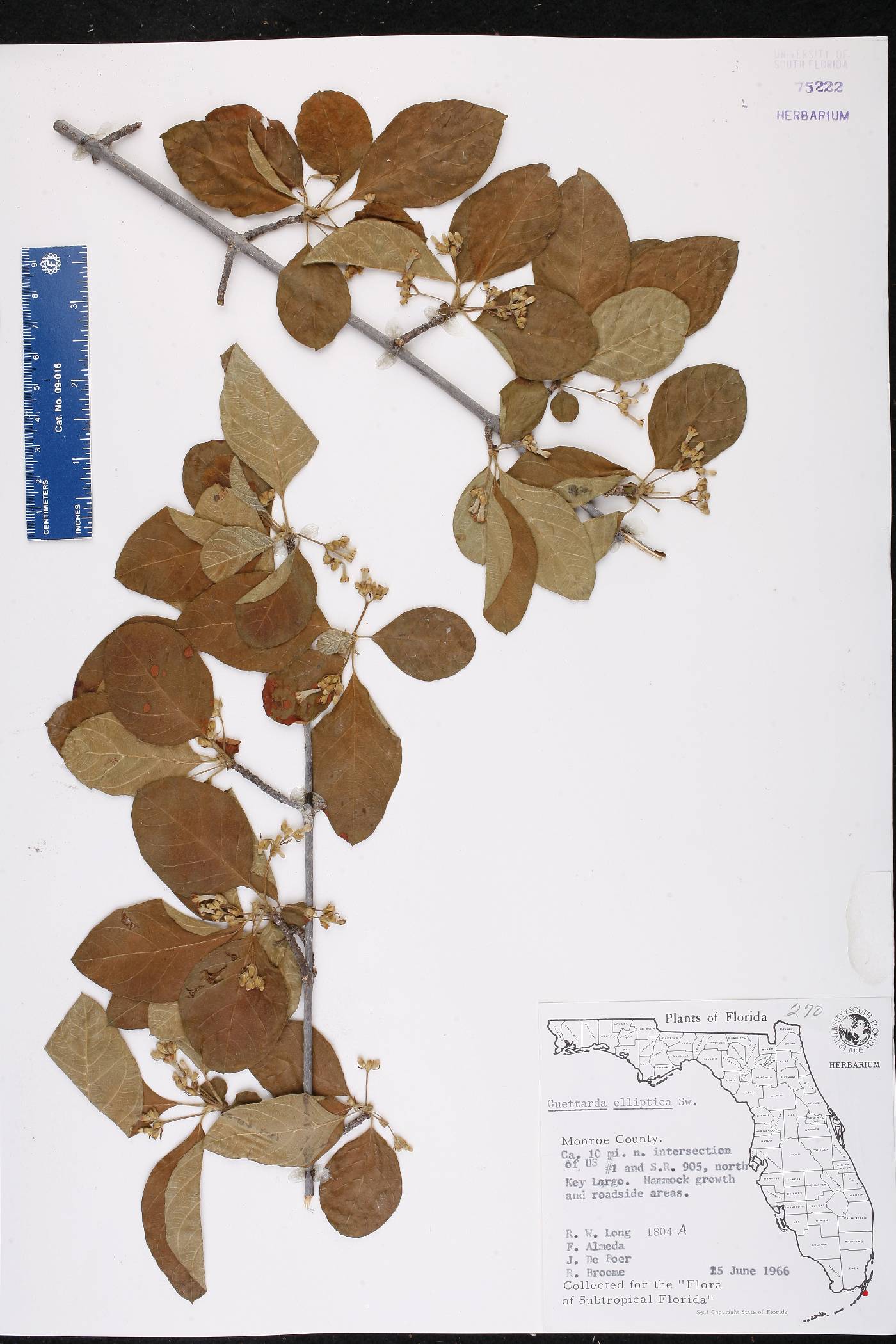 Guettarda elliptica image