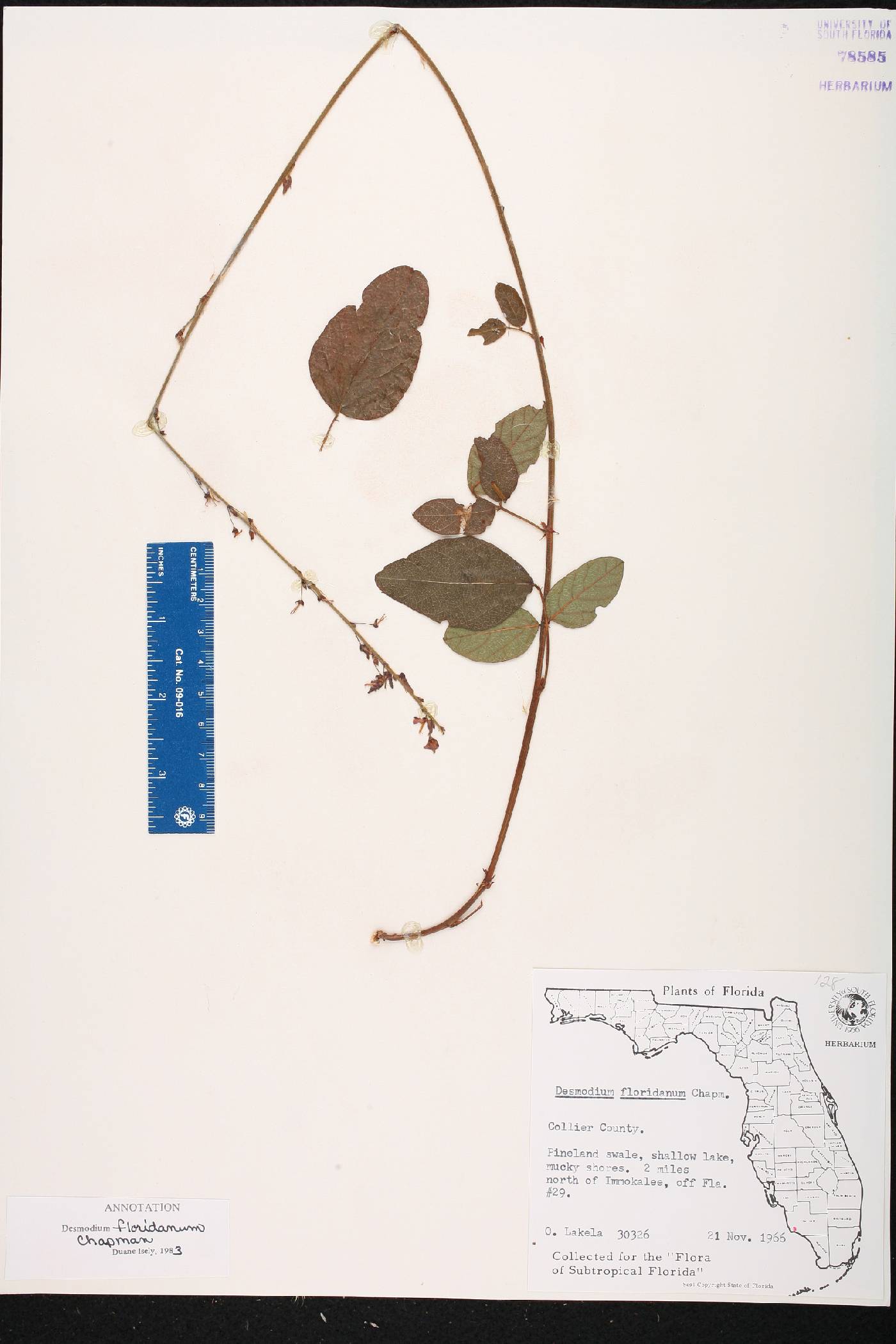 Desmodium floridanum image