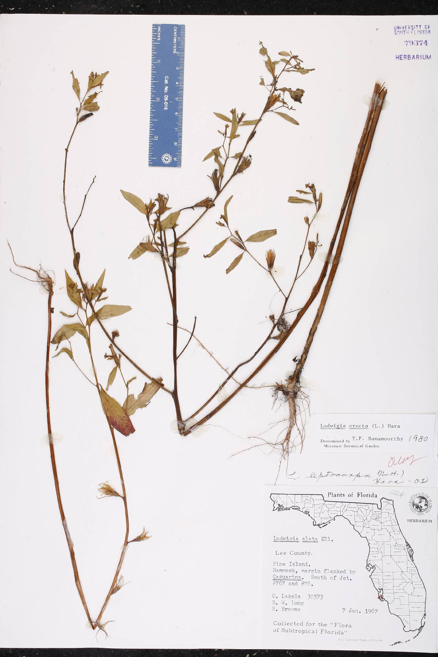 Ludwigia erecta image