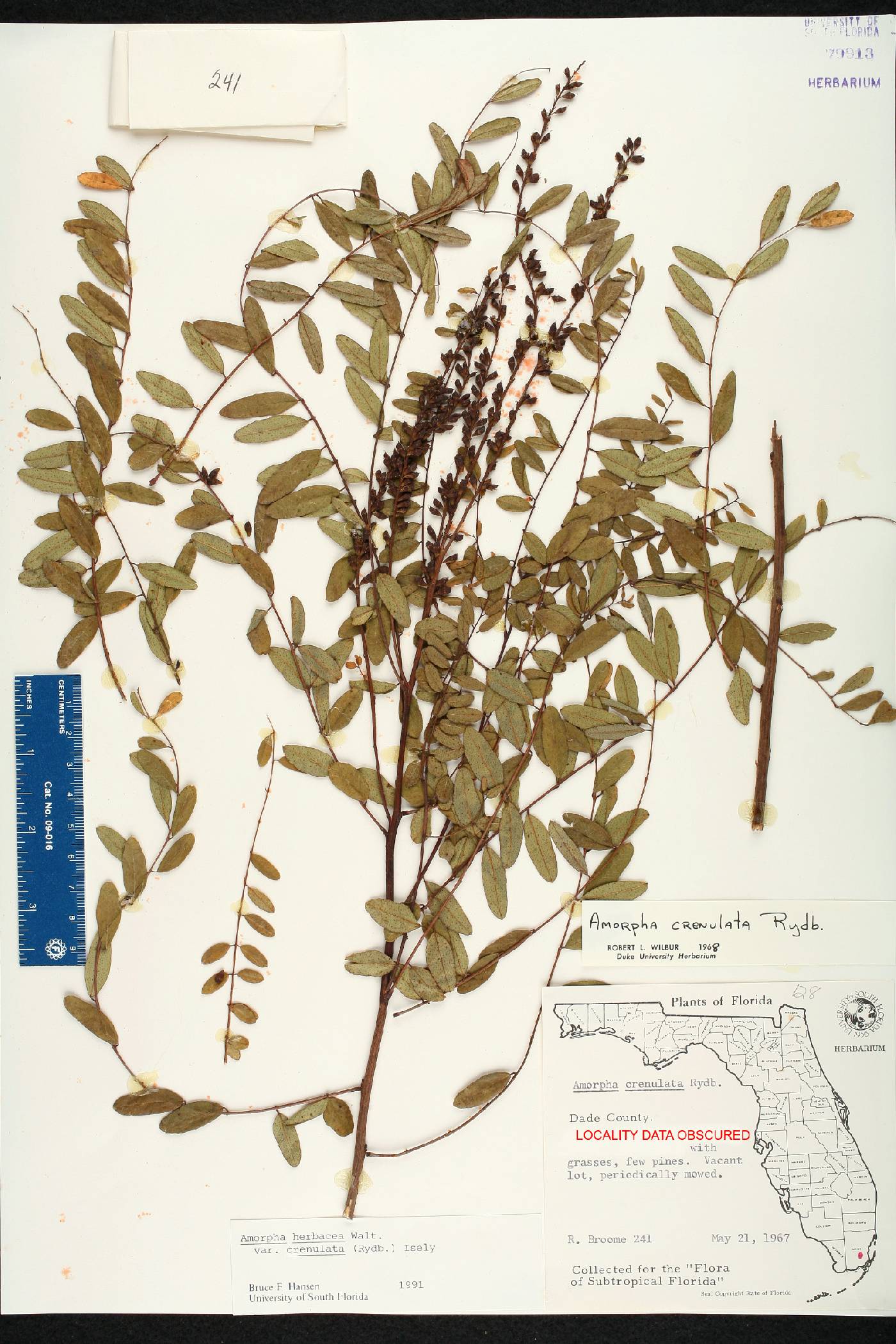 Amorpha herbacea var. crenulata image