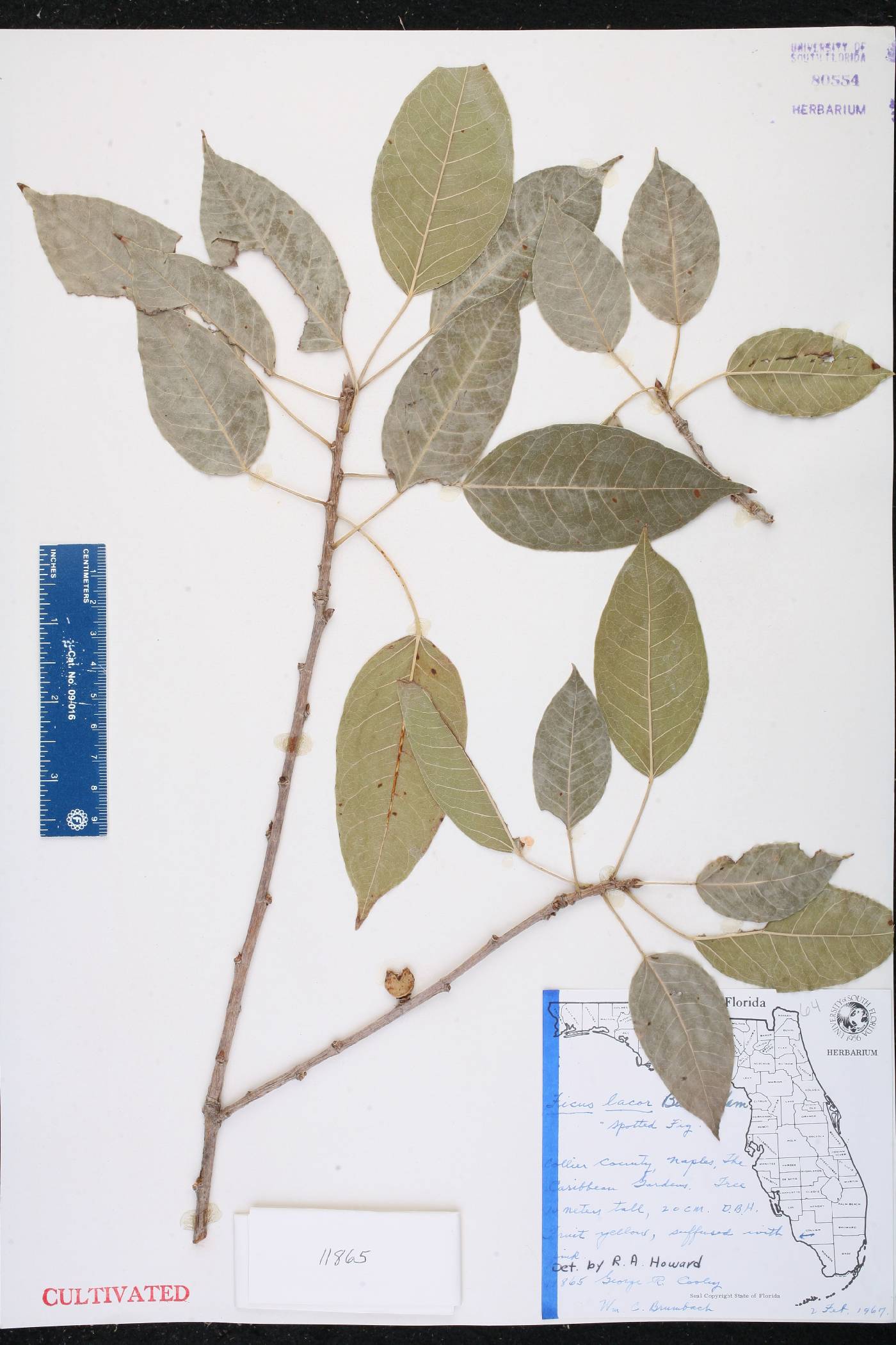 Ficus concinna image