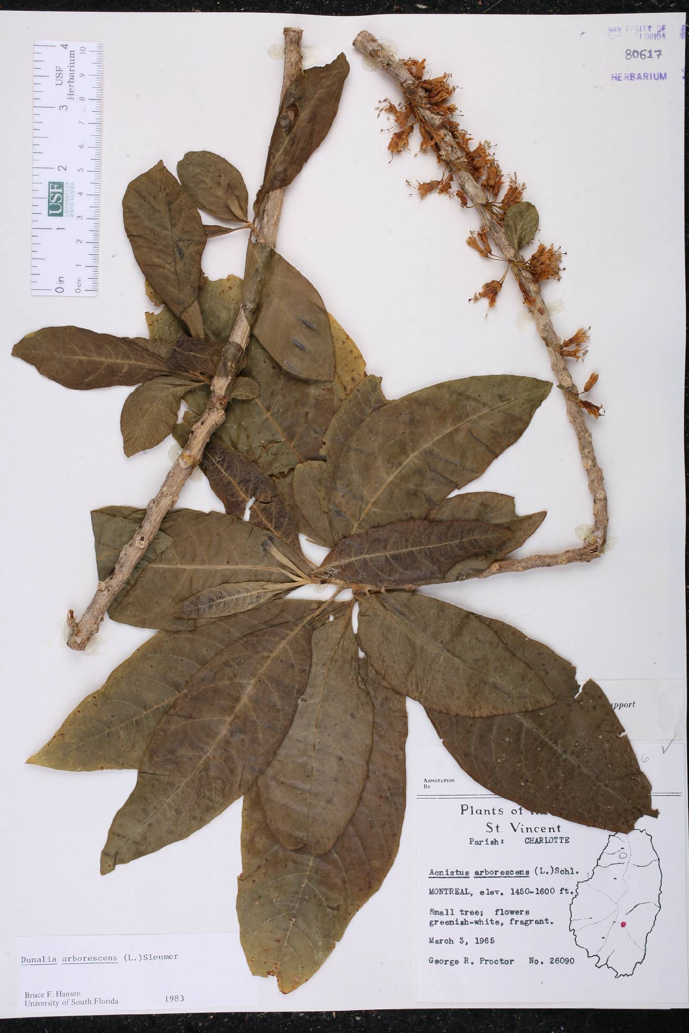 Dunalia arborescens image