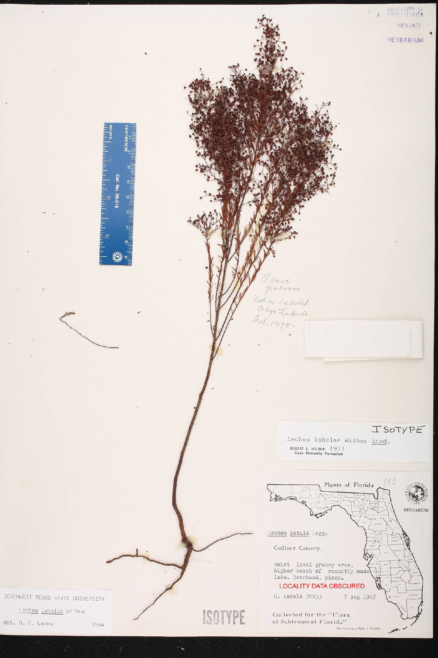 Lechea lakelae image