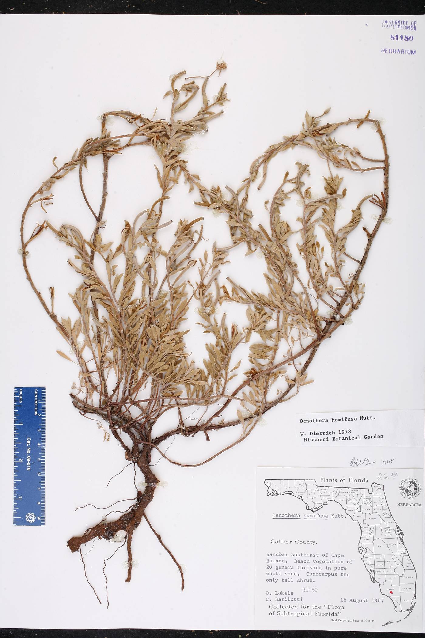 Oenothera humifusa image