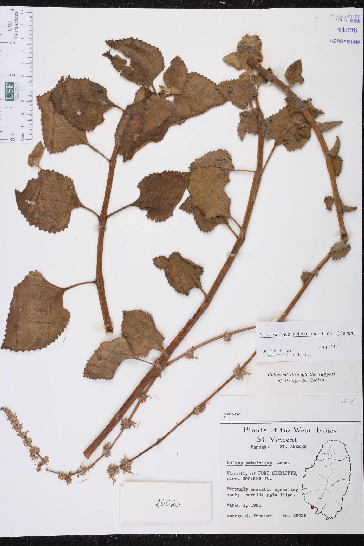 Coleus amboinicus image