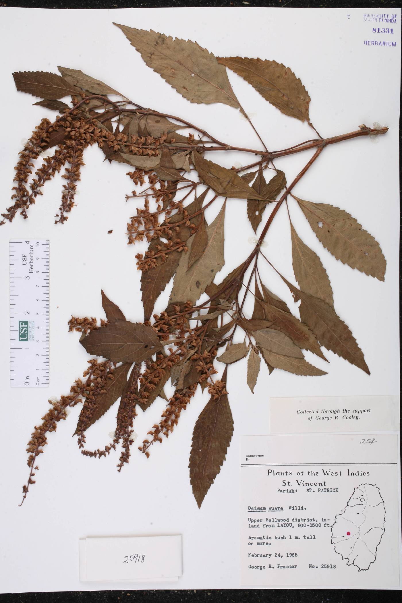 Ocimum gratissimum subsp. gratissimum image