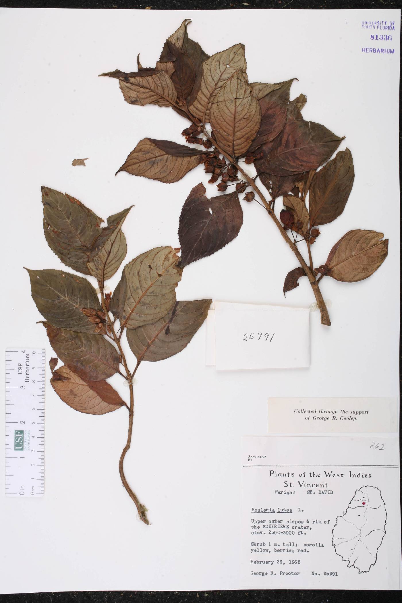 Besleria lutea image