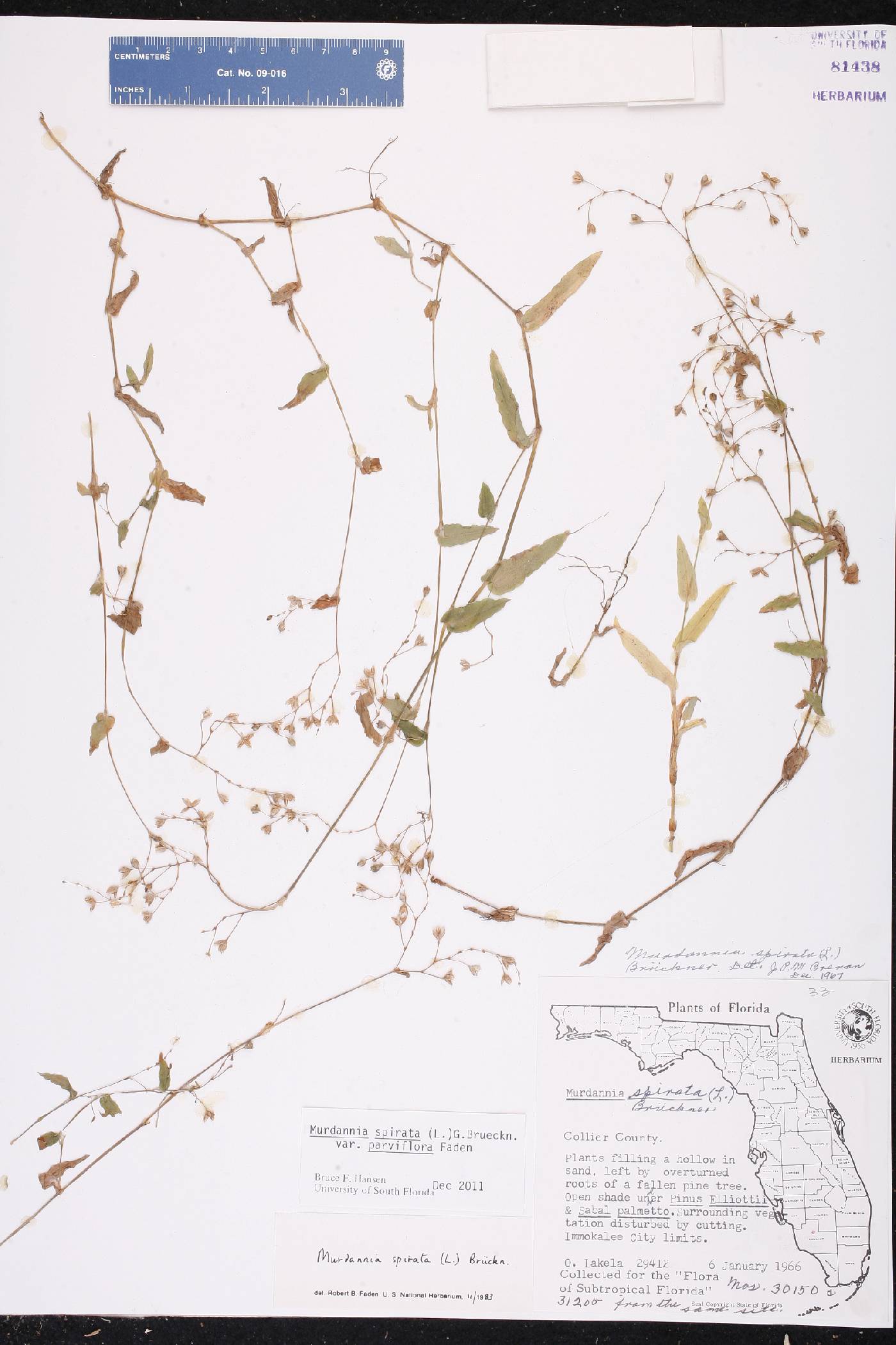 Murdannia spirata var. parviflora image