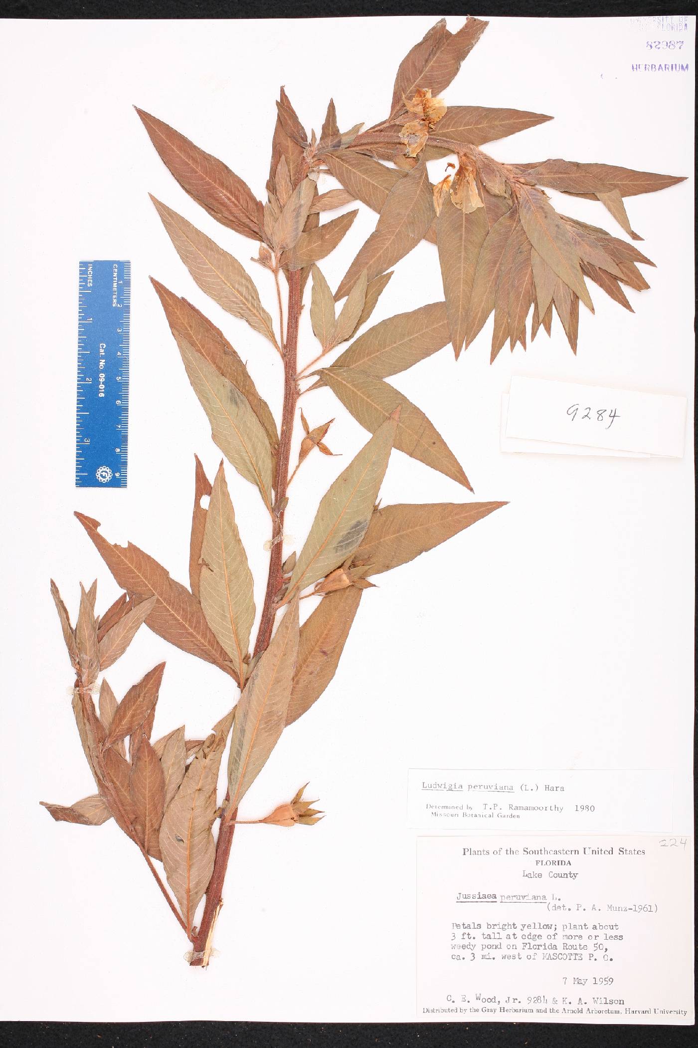 Ludwigia peruviana image