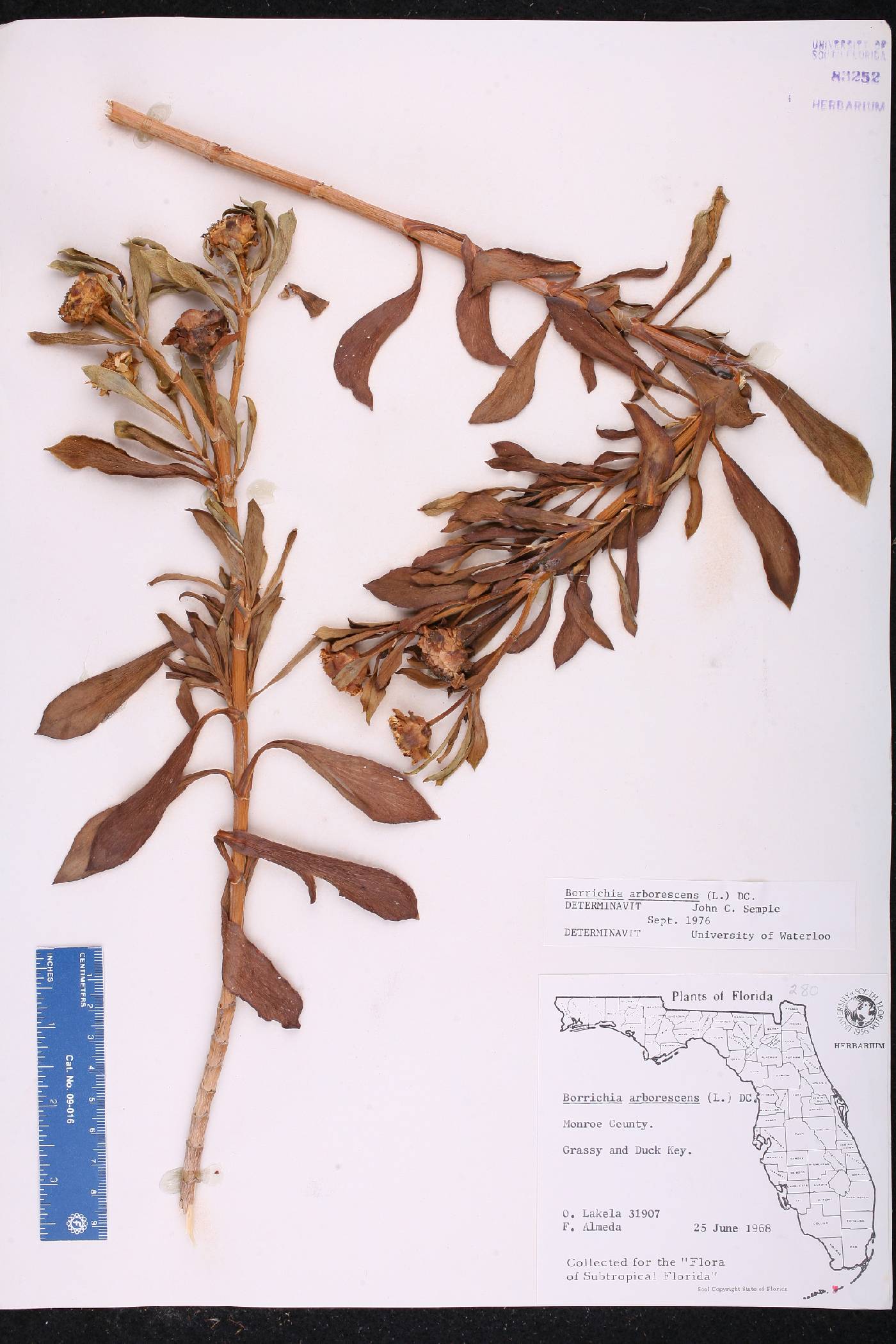 Borrichia arborescens image