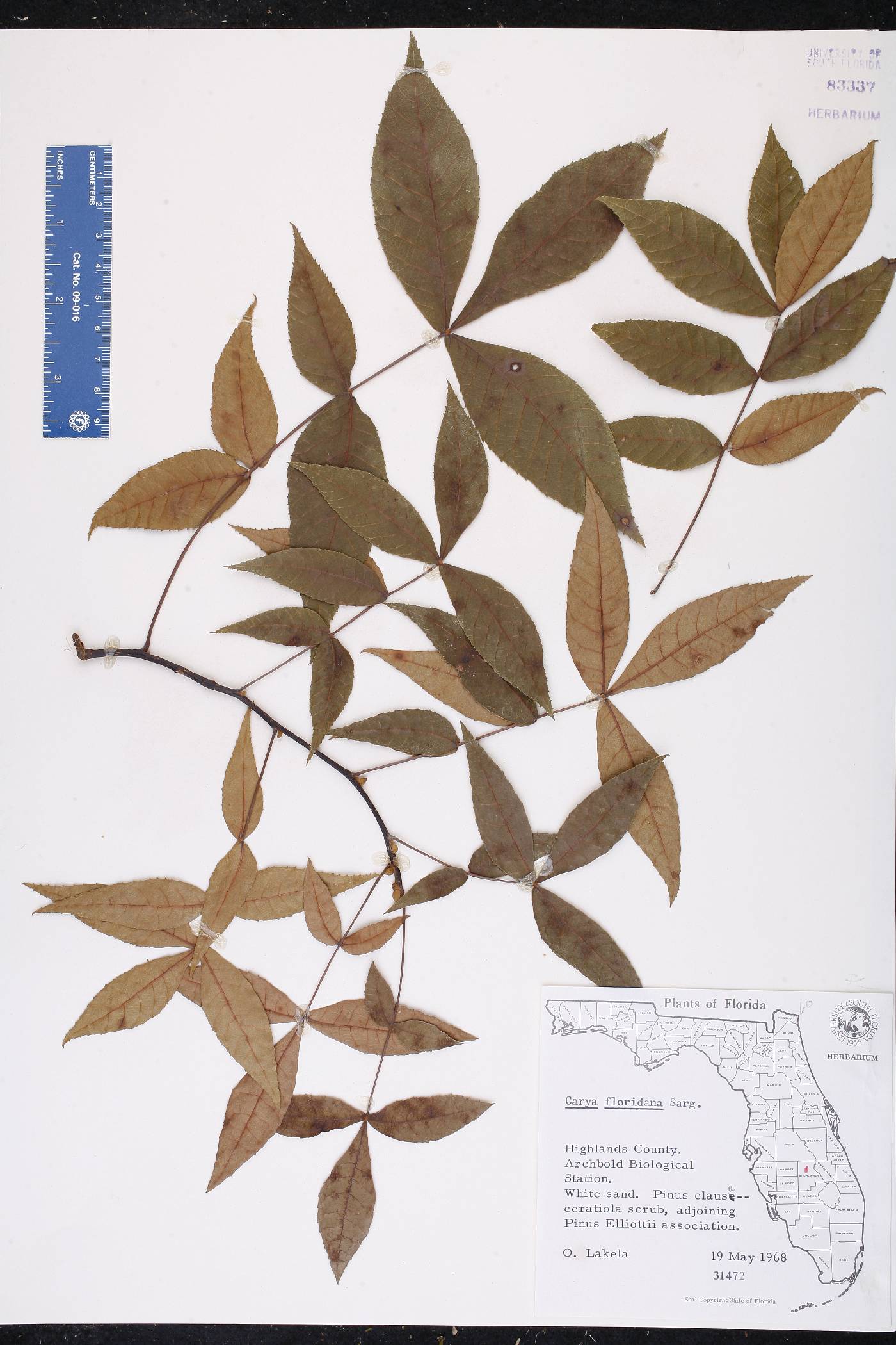 Carya floridana image