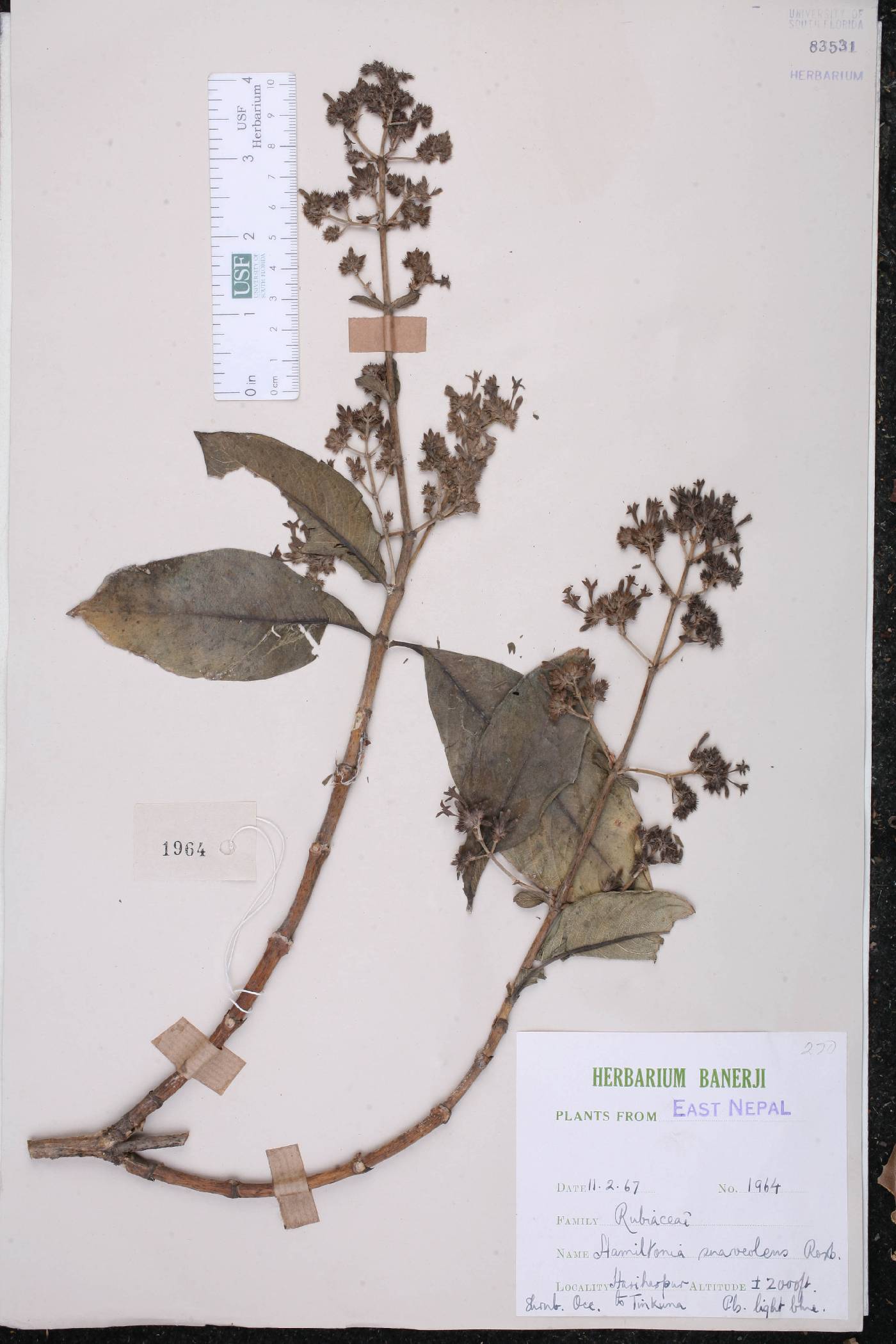 Spermadictyon suaveolens image