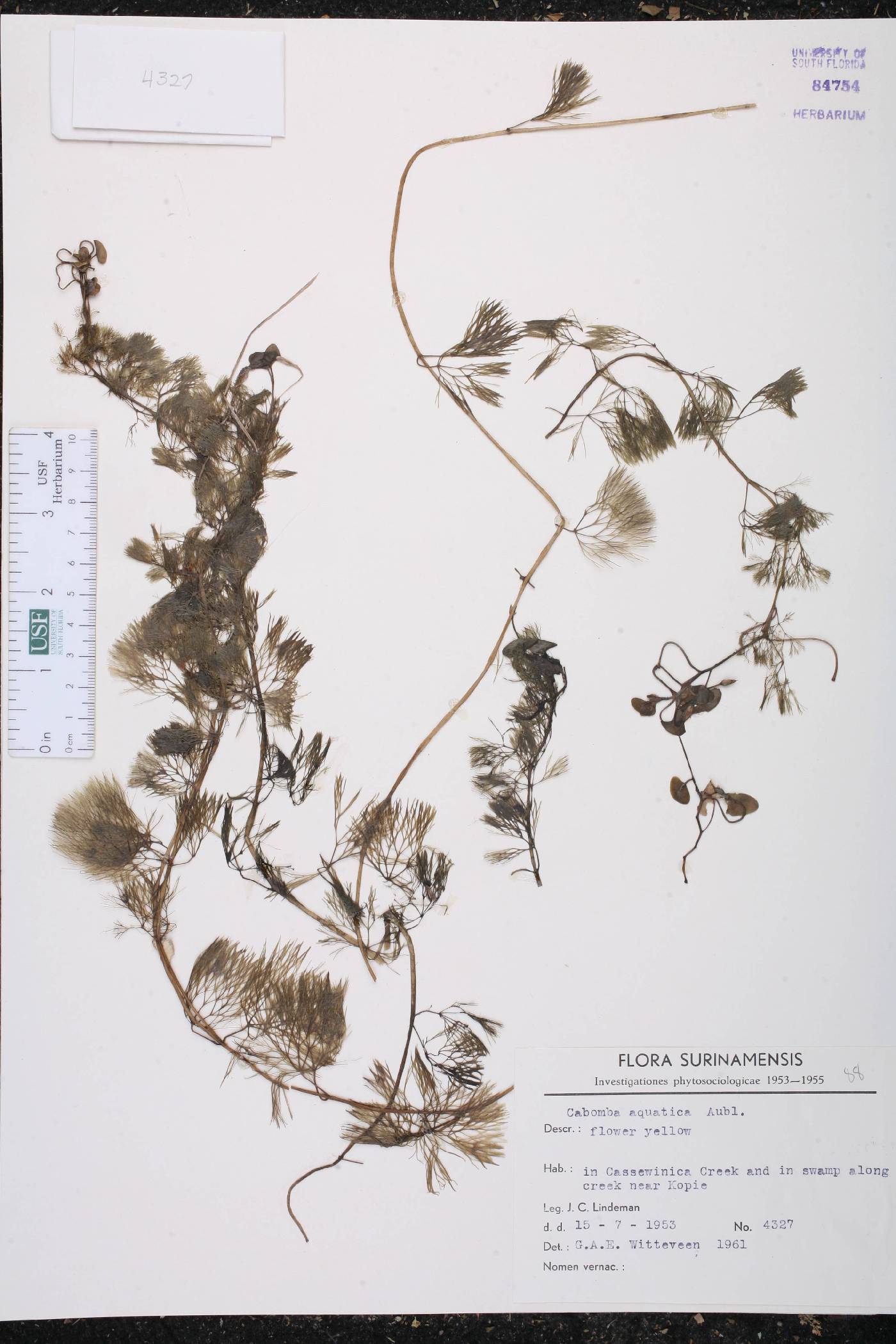 Cabomba aquatica image