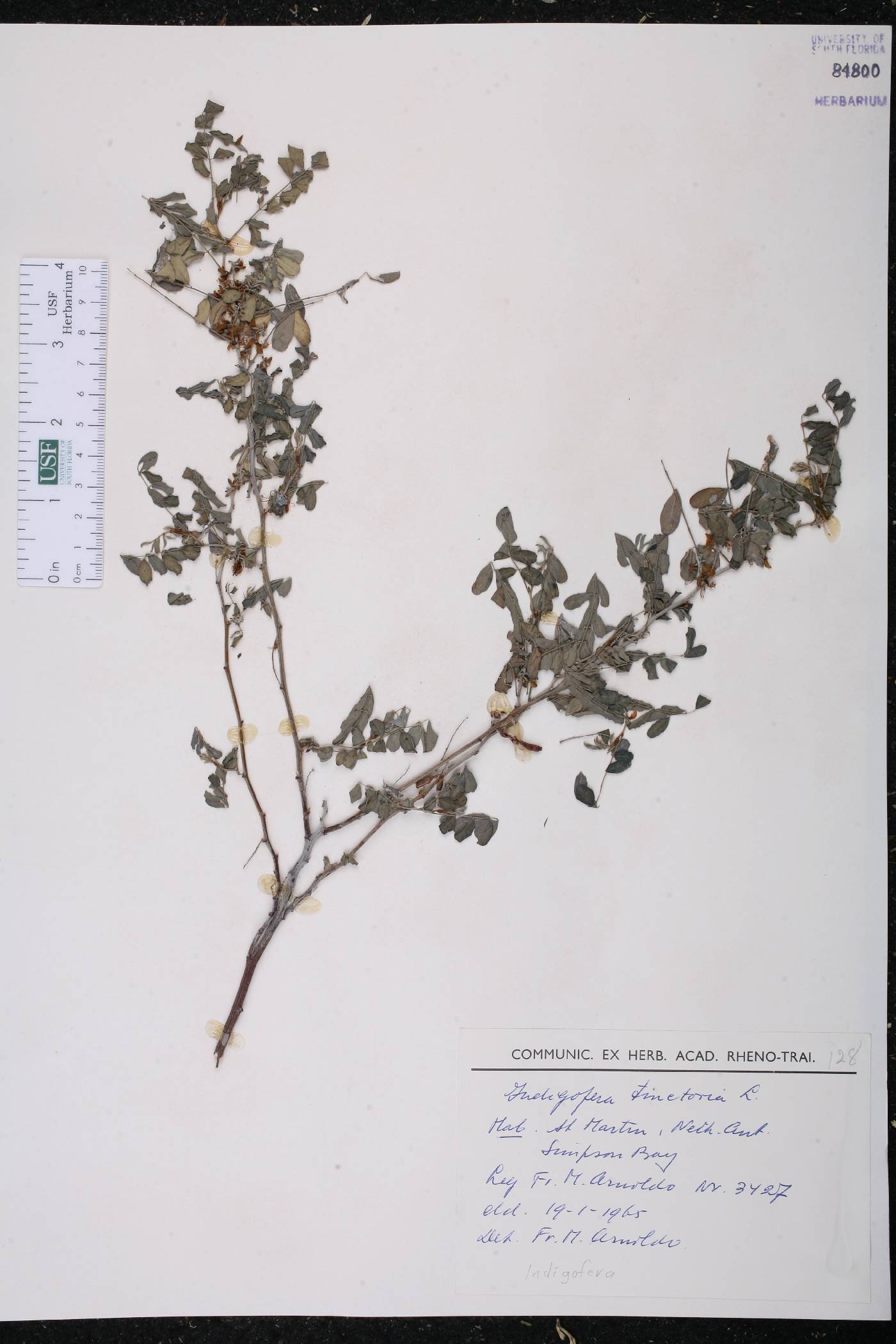 Indigofera tinctoria image