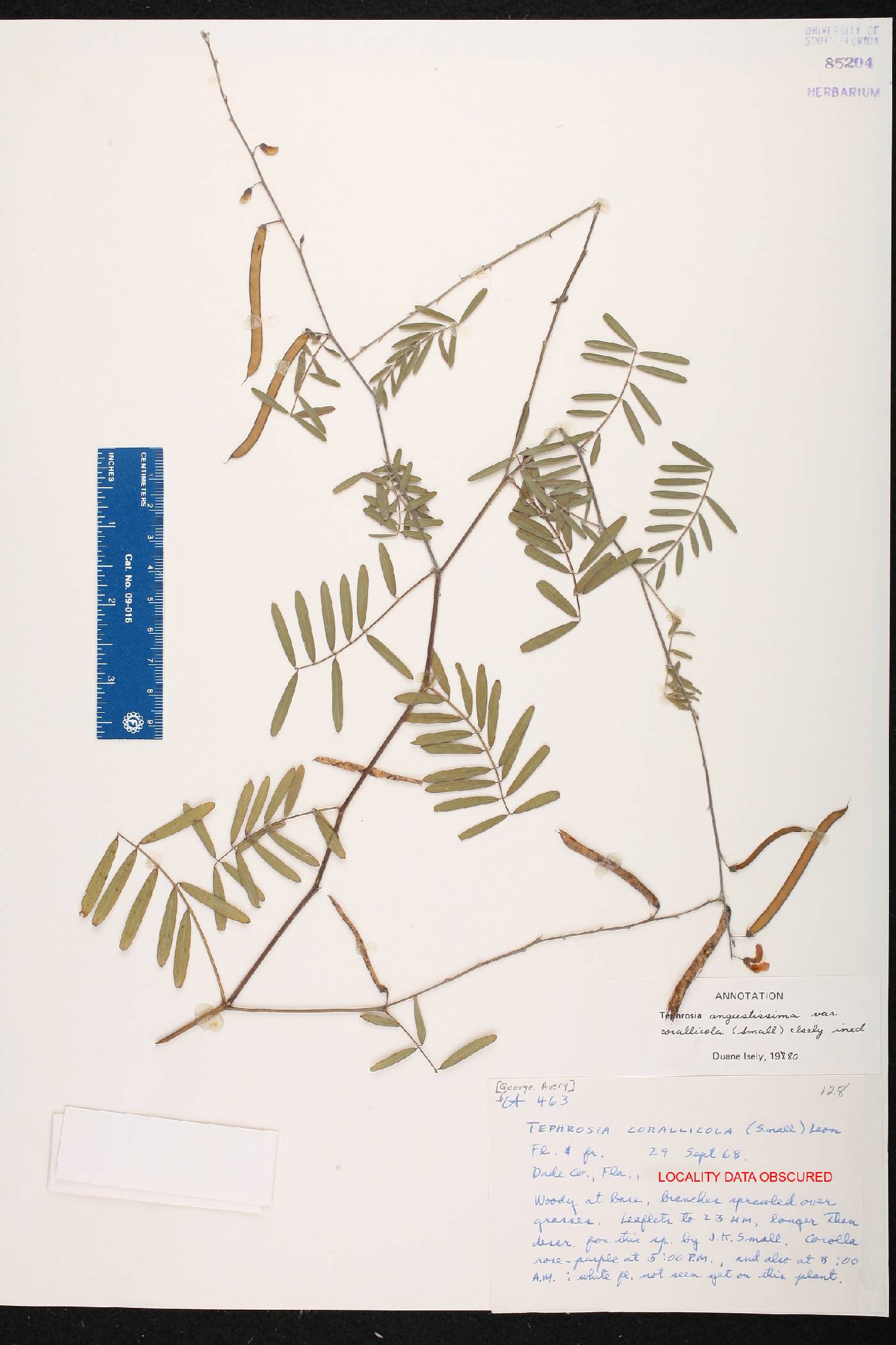 Tephrosia angustissima var. corallicola image