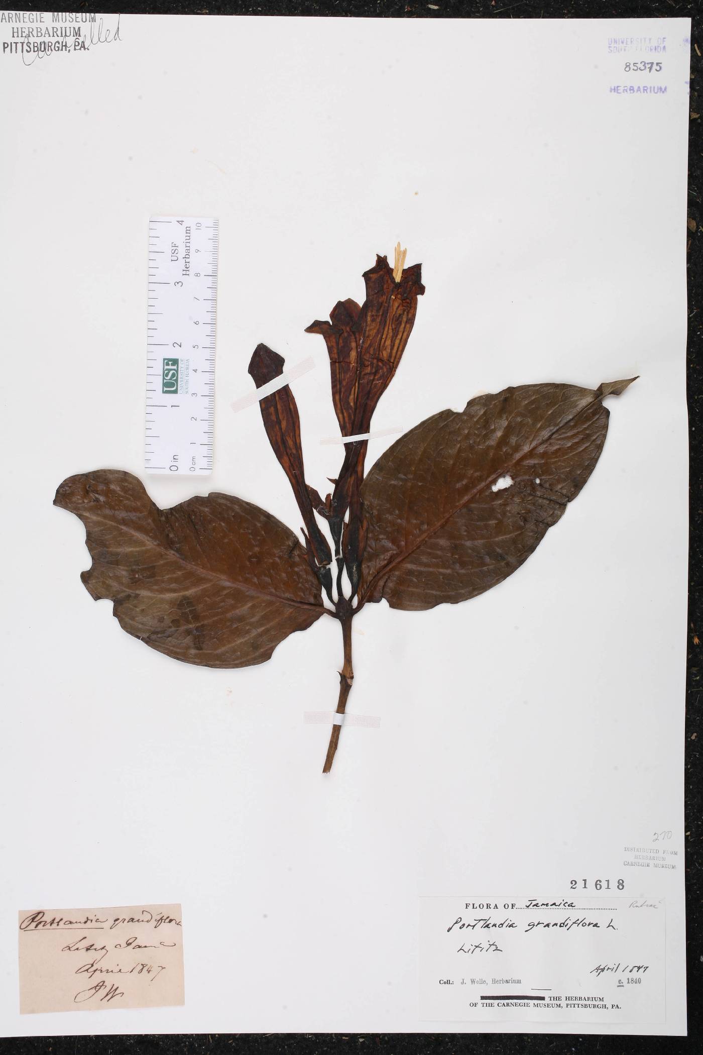 Portlandia grandiflora image