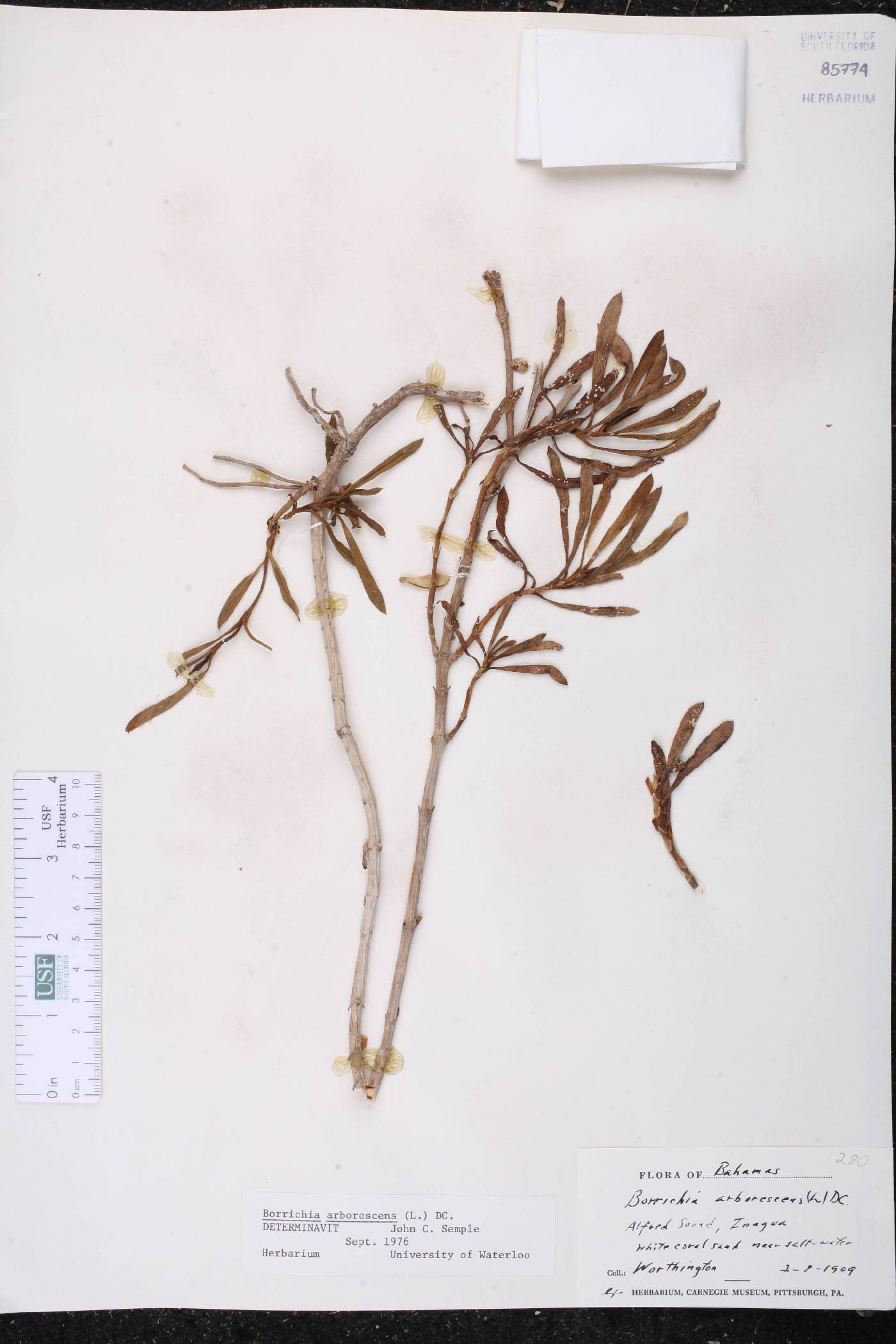 Borrichia arborescens image