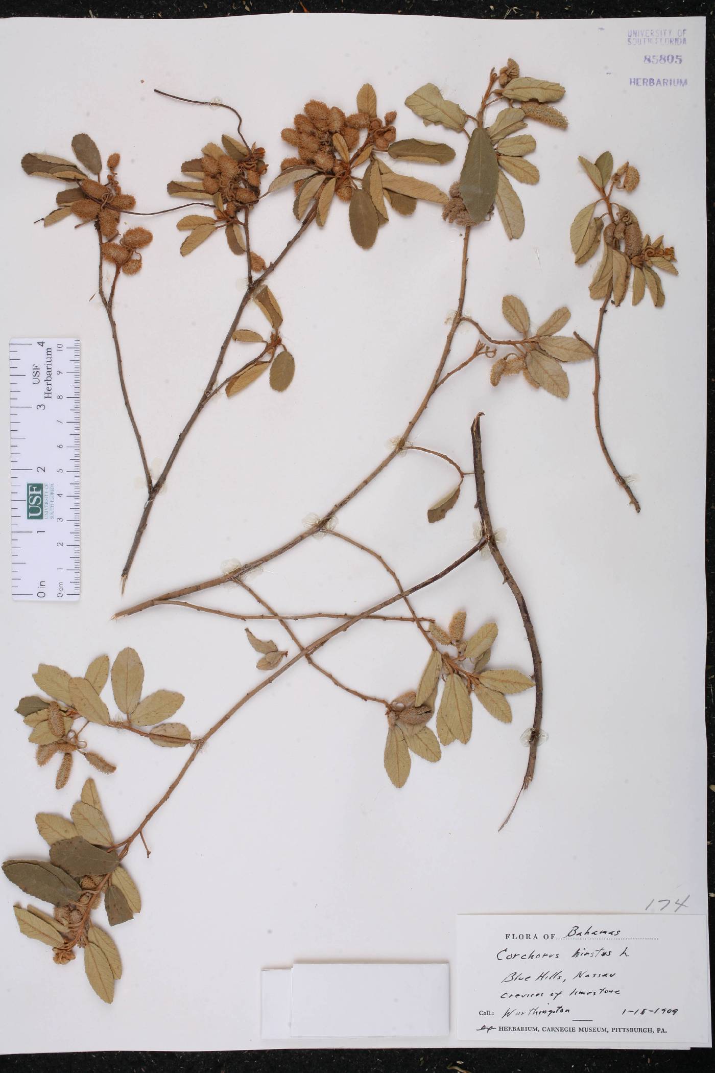 Corchorus hirsutus image