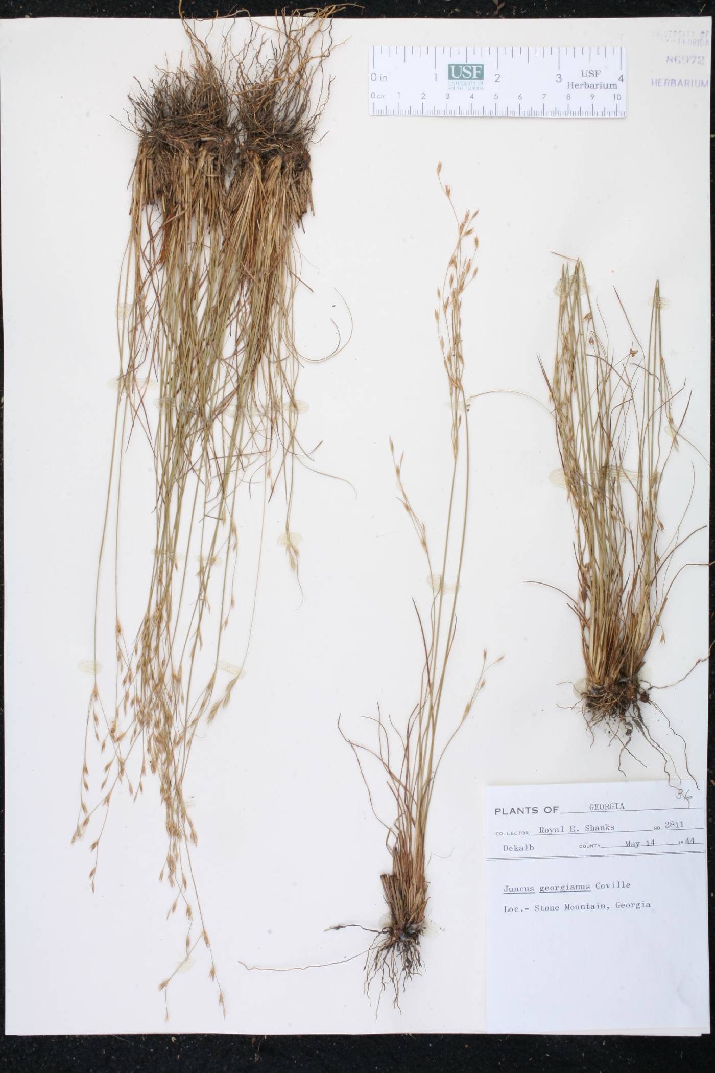 Juncus georgianus image