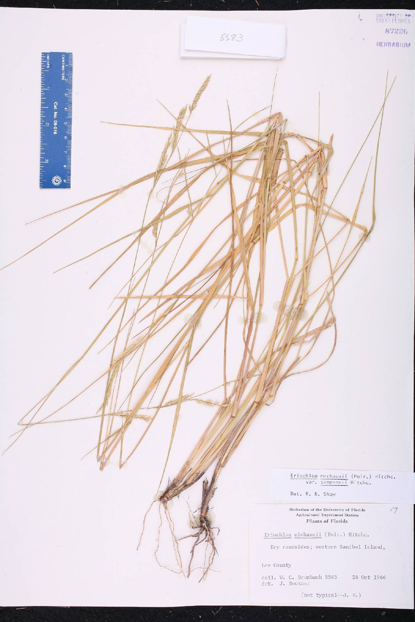 Eriochloa michauxii var. simpsonii image