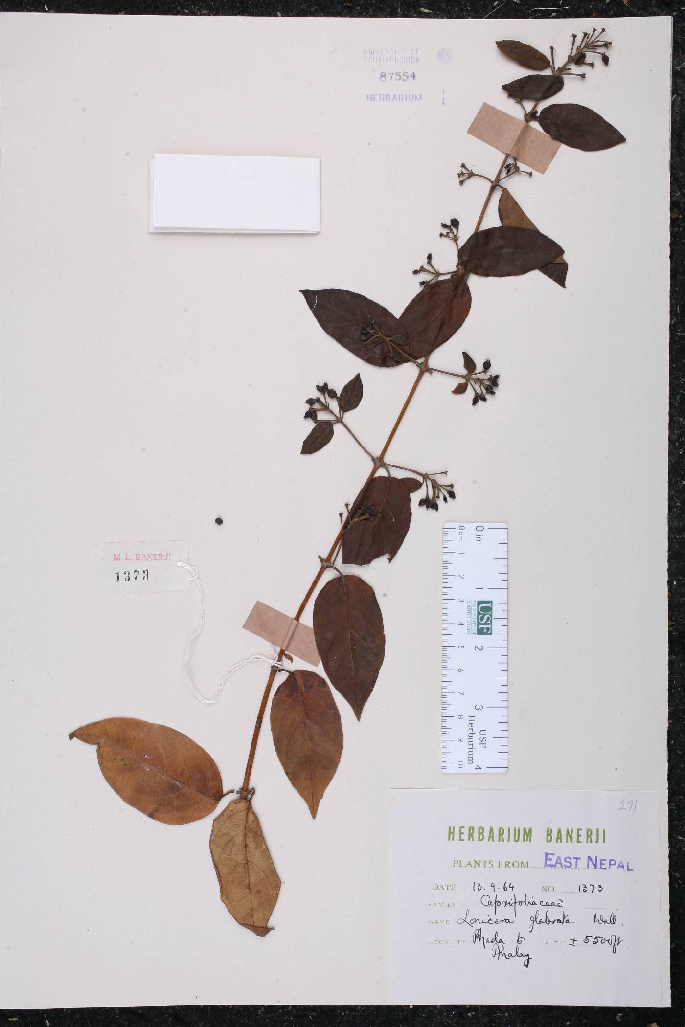 Lonicera glabrata image