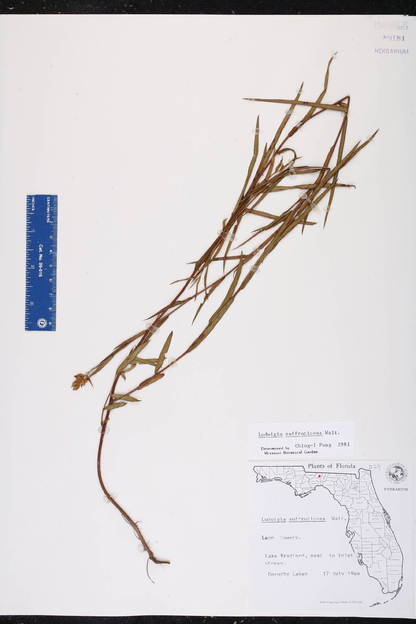 Ludwigia suffruticosa image