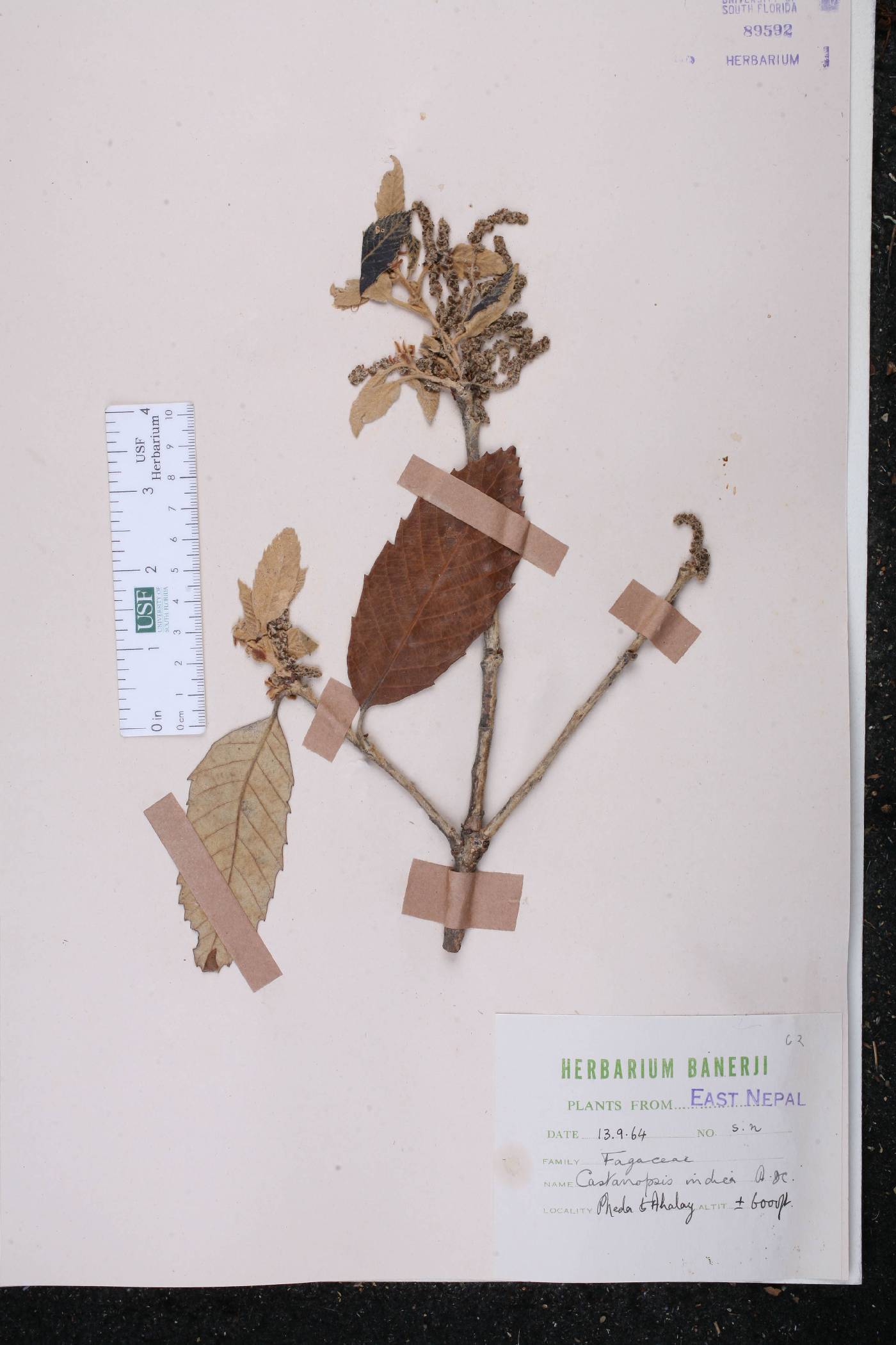 Castanopsis indica image