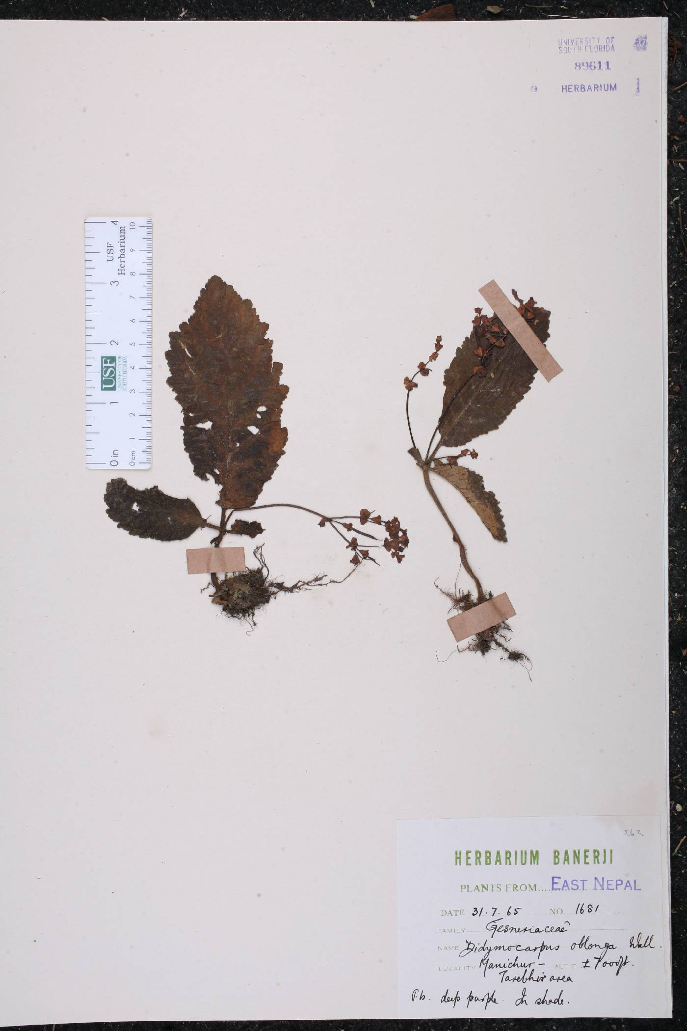 Didymocarpus oblongus image
