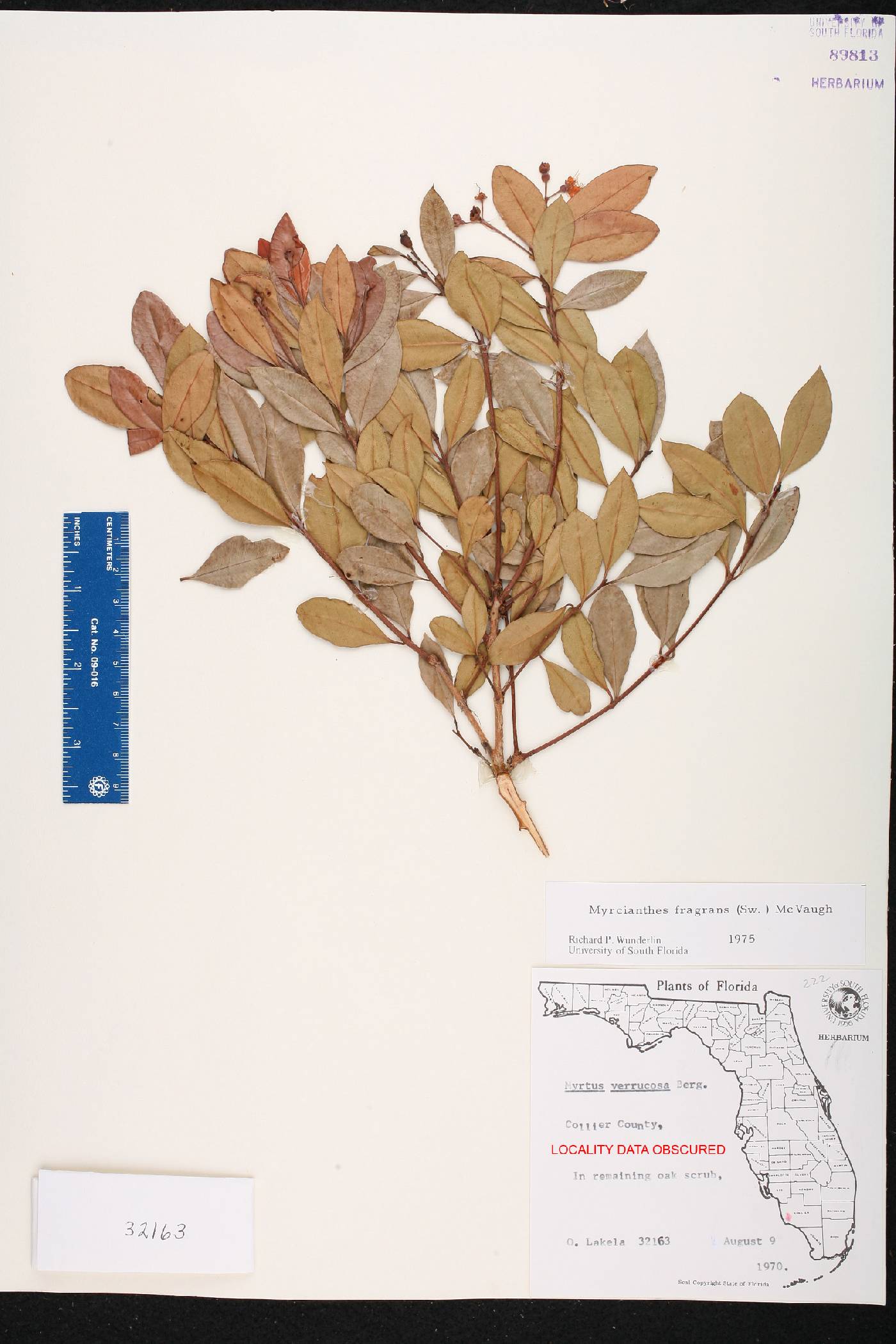 Myrcianthes fragrans image
